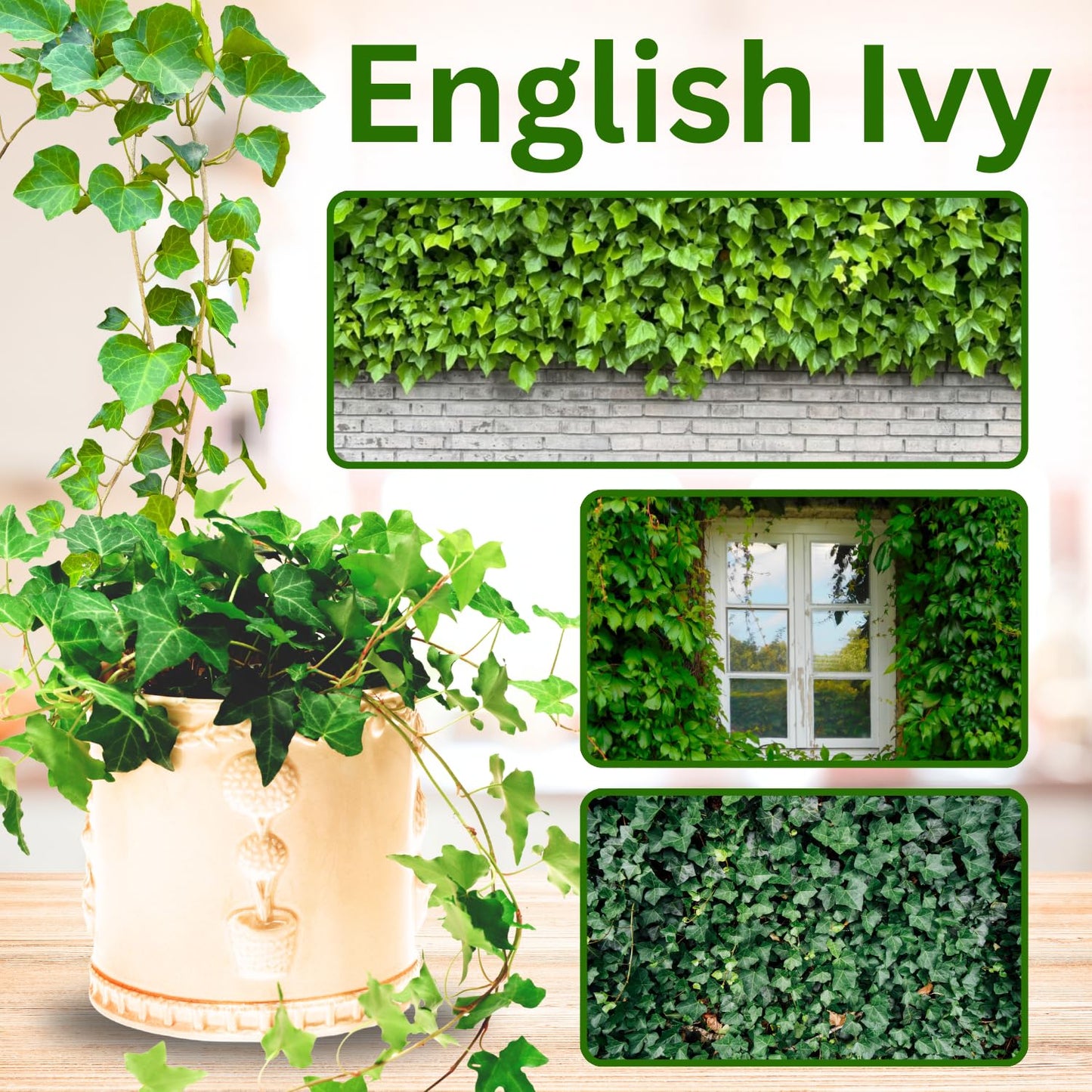 Trailing English Ivy Live Plant, Hardy Ivy Plants in 4" Pot, Climbing Plants Outdoor Garden, Easy Care House Plant (Green)