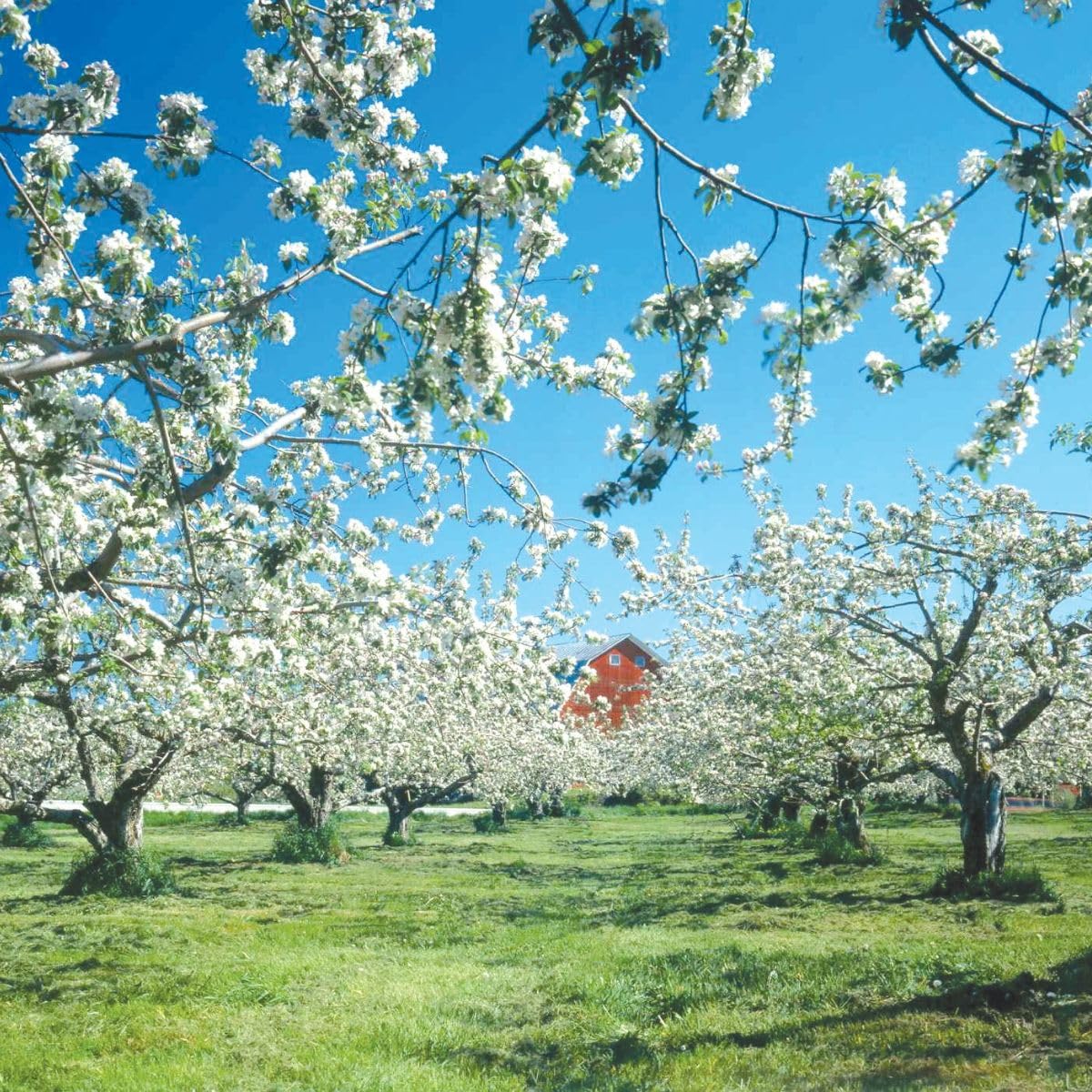 Red Delicious Apple Tree, 1 Gallon Live Nursery Pot, Sweet, Juicy Fruit | Arbor Day Foundation (Due to Agricultural Laws, Unavailable to CA, WA or AZ)