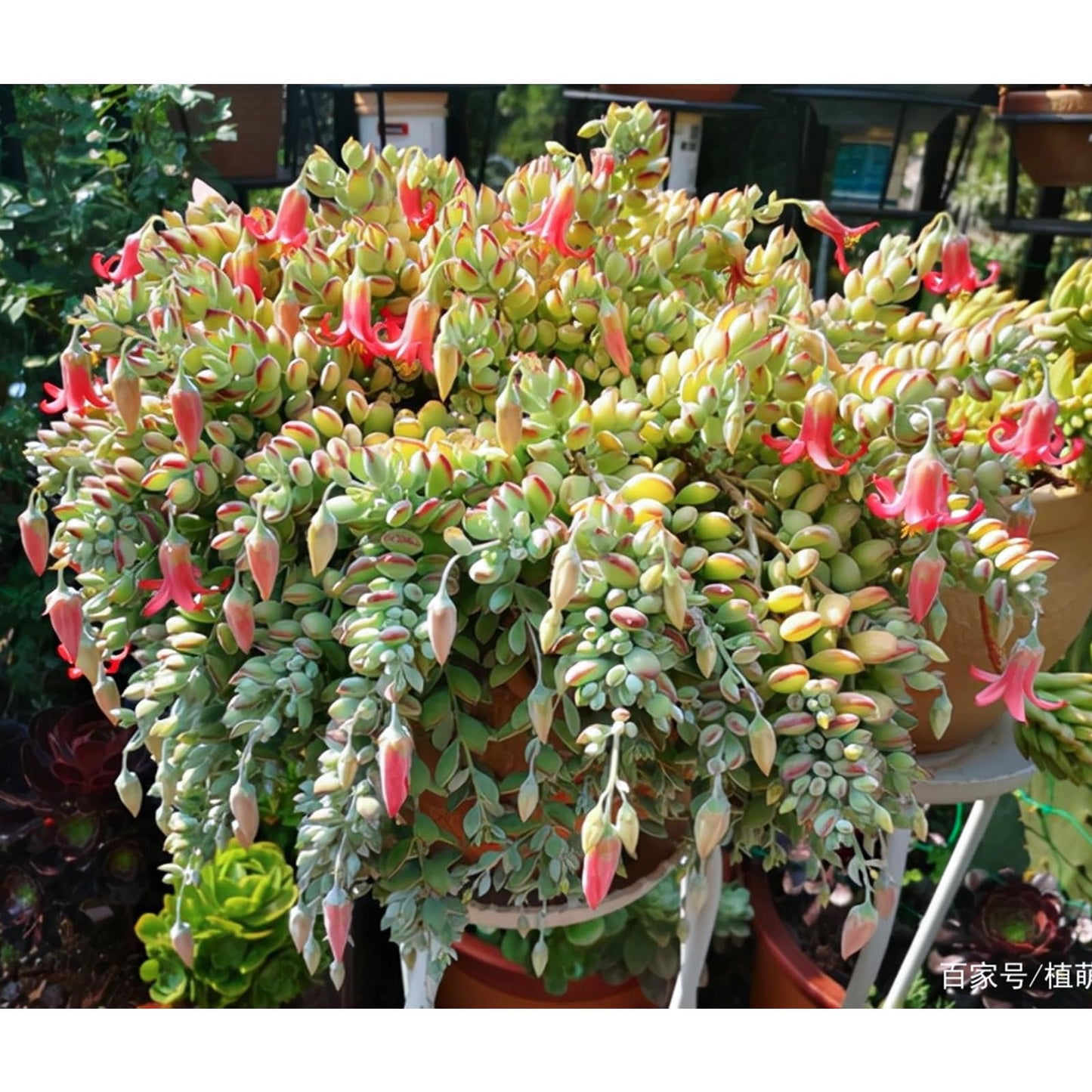 Sprout N Green Cotyledon Pendens, Live Succulent Fully Rooted in 4" Pot with Soil, Trailing Plant for Home Office Wedding Indoor Outdoor Hanging Decor DIY Project Party Favor, Keep Away from Pets