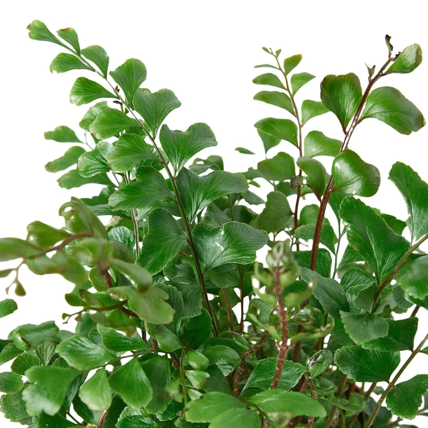 Mahogany Fern | Live Plant for Indoor & Outdoor | for Living Room, Office, Bathroom | (4" Pot)