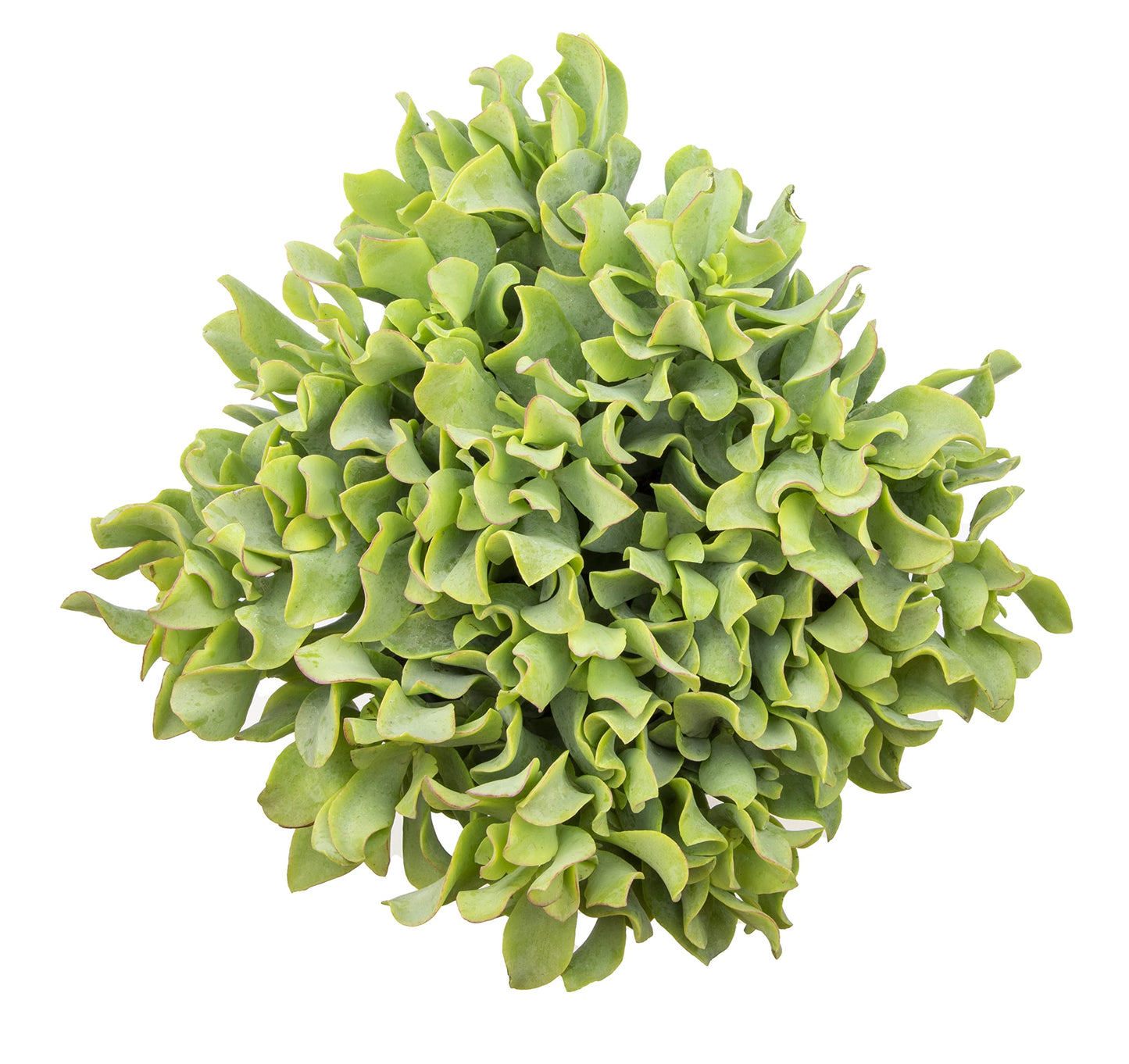 Succulents Plants Live Indoor Plants, Crassula Ripple Jade Live Houseplants, Live Succulents Live Plants Indoor Succulent Plants, Indoor Plant Real Succulents Plants House Plants by Plants for Pets