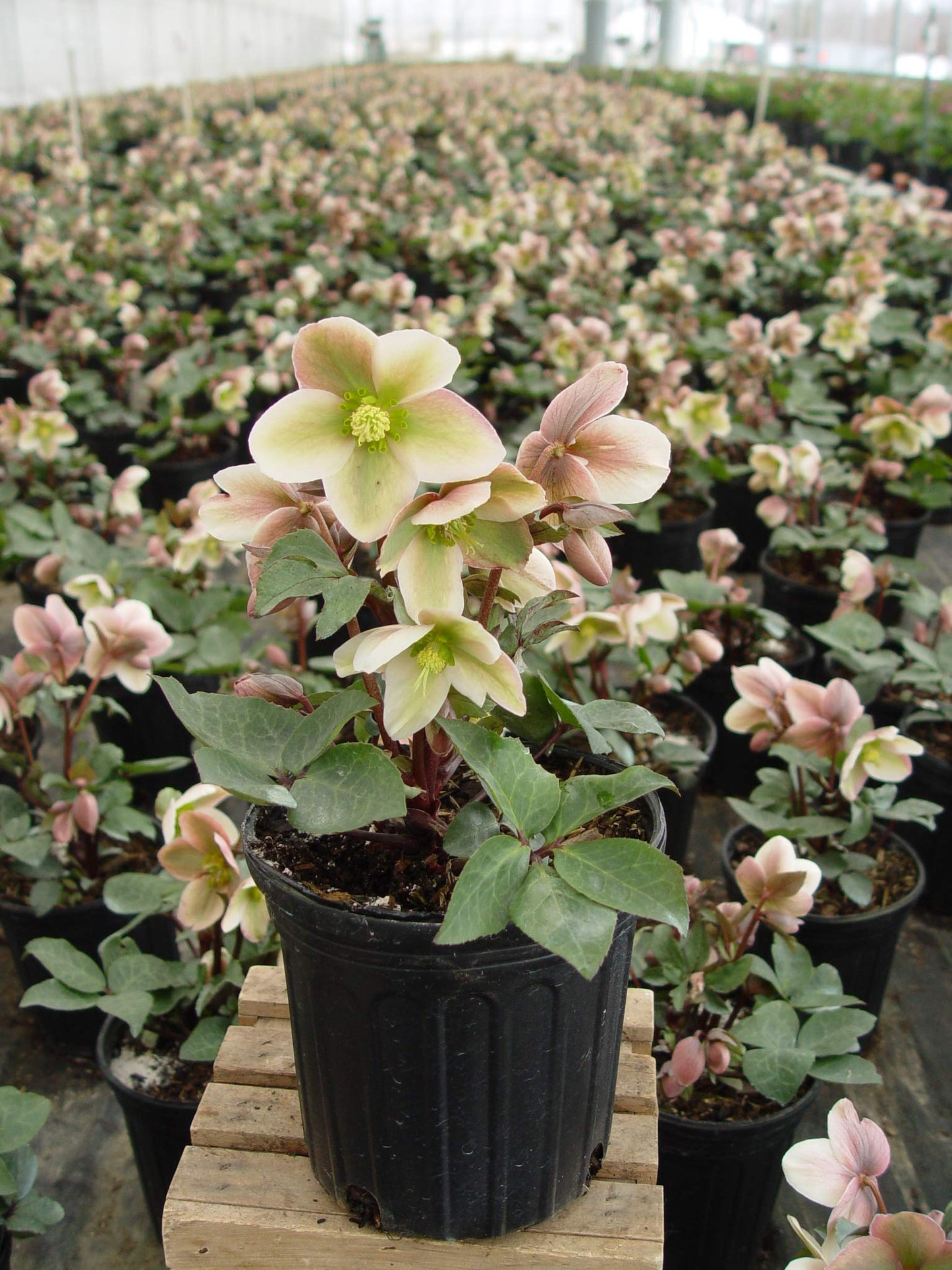 Live Plant Helleborus-X 'Ivory Prince' (Christmas Rose) Walhelivor Perennial, 1-Gallon Potted Plant from Green Promise Farms