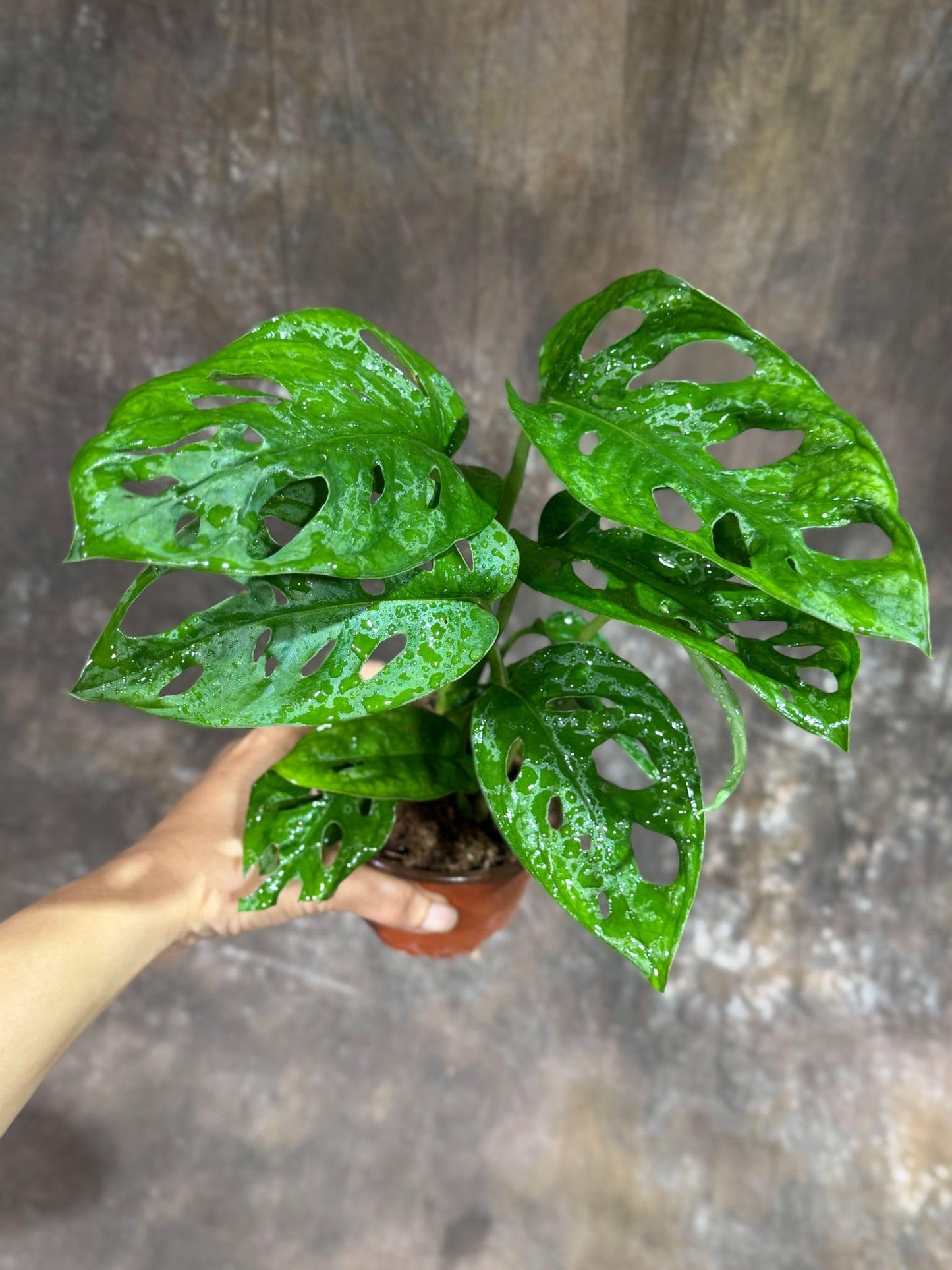 PLANTVERS Monstera Adansonii Swiss Cheese Plant in a 4" Nursery Pot – Live Indoor Monstera Houseplant – Swiss Cheese Vine – Easy Care Plant – Air Purifying Indoor Plant