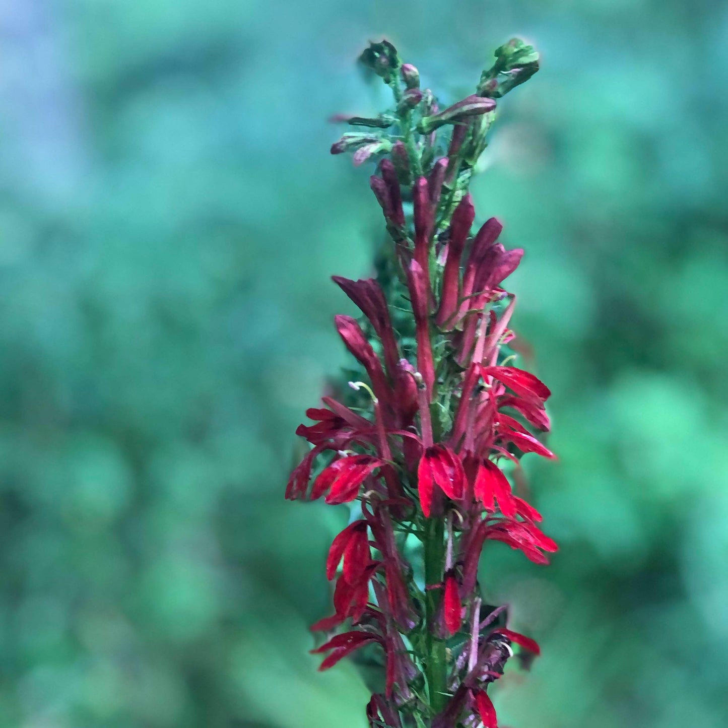 Cardinal Flower Seeds (Lobelia cardinalis) 1000 Seeds (0.1 Grams) - Scarlet Lobelia, Great Lobelia, Red Lobelia Bulk Seeds by Smoke Camp Crafts