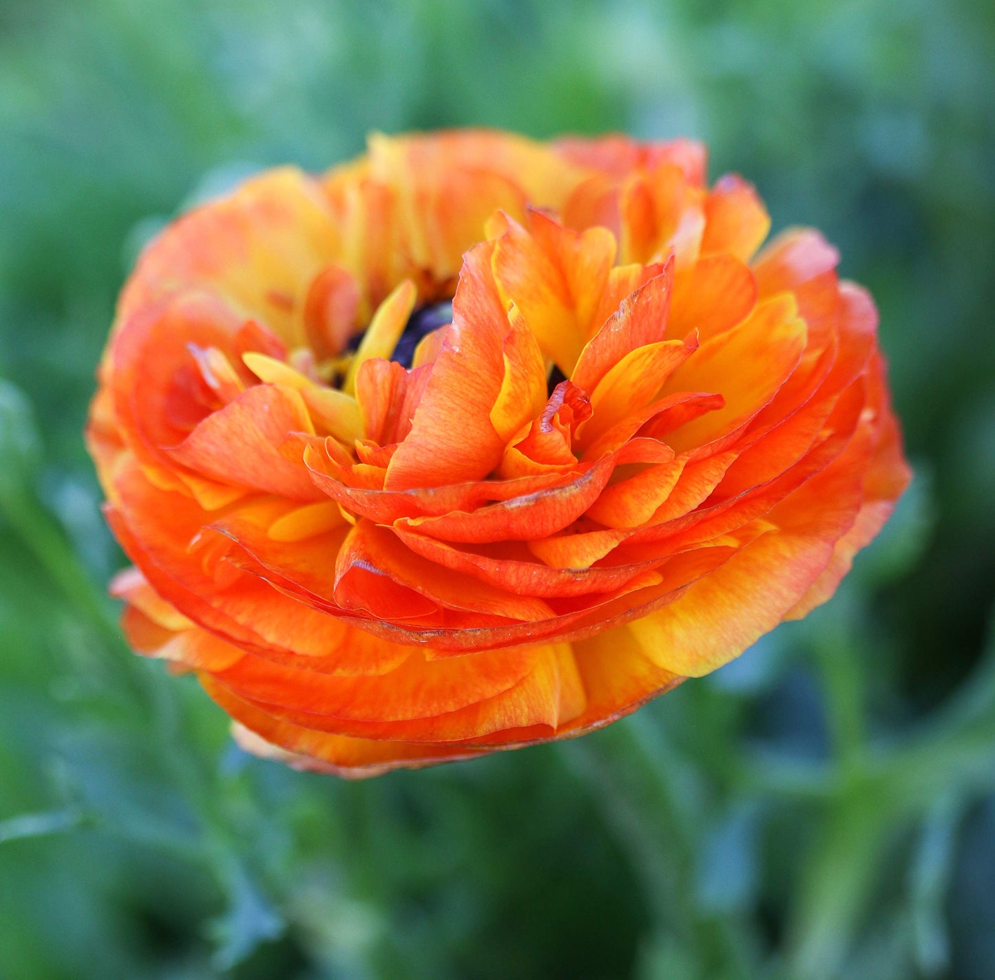 Easy to Grow Ranunculus Tecolote Flamenco 10 Flower Bulbs - Spring Red Orange & Yellow Blooms in Sun, Carlsbad Flower Fields, Great for Cutting