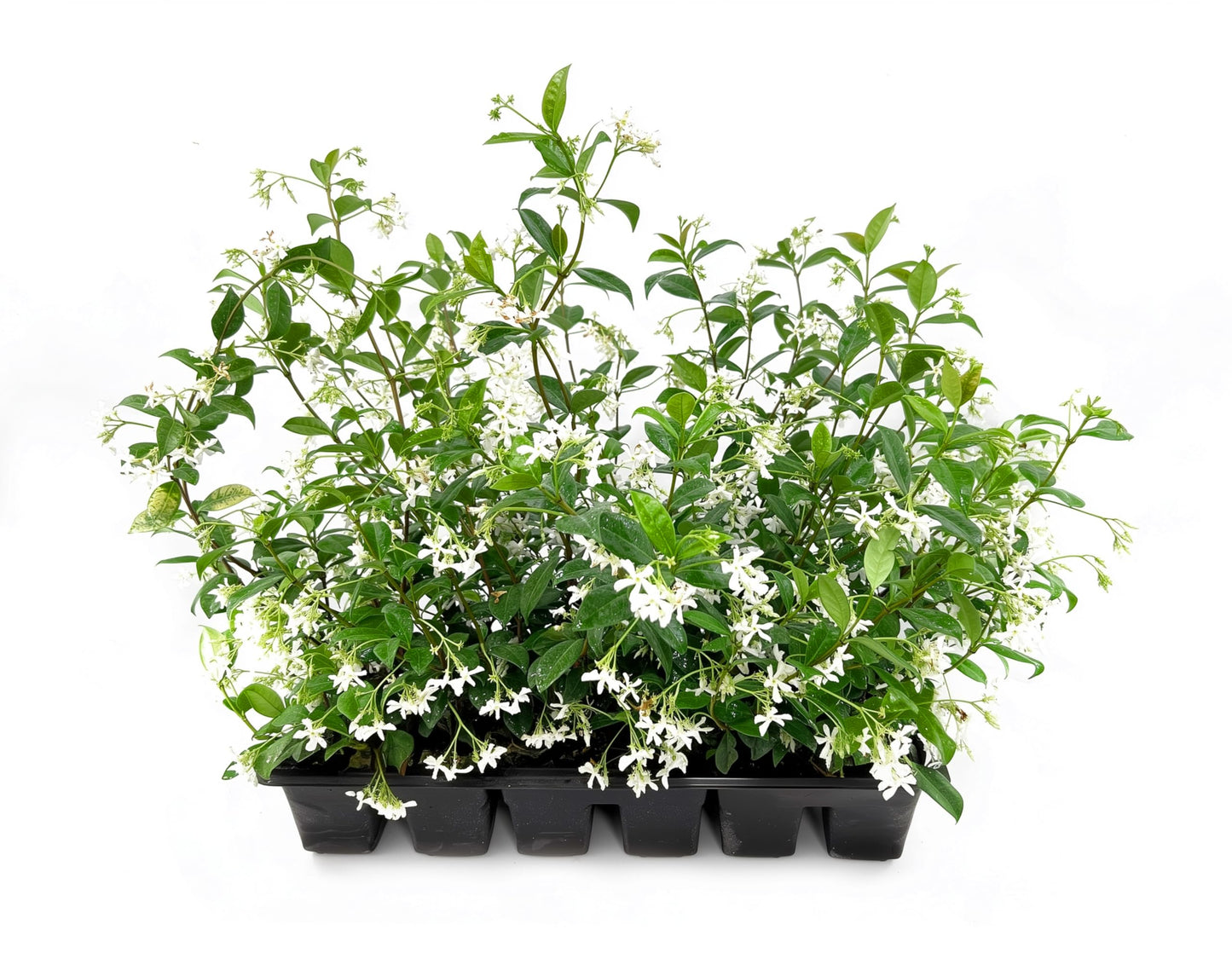 Star Confederate Jasmine | 1 Live 4 Inch Plant | Trachelospermum jasminoides | Flowering Vine Plants | Evergreen Ground Cover for Landscaping