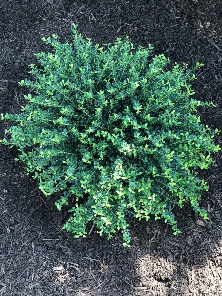 Helleri Holly Shrub | 3 Live Plants I Ilex Cornutal | Compact Evergreen Ideal for Low Borders, Formal Gardens and Ornamental Plantings, Dense, Small Leaves for Refined Look