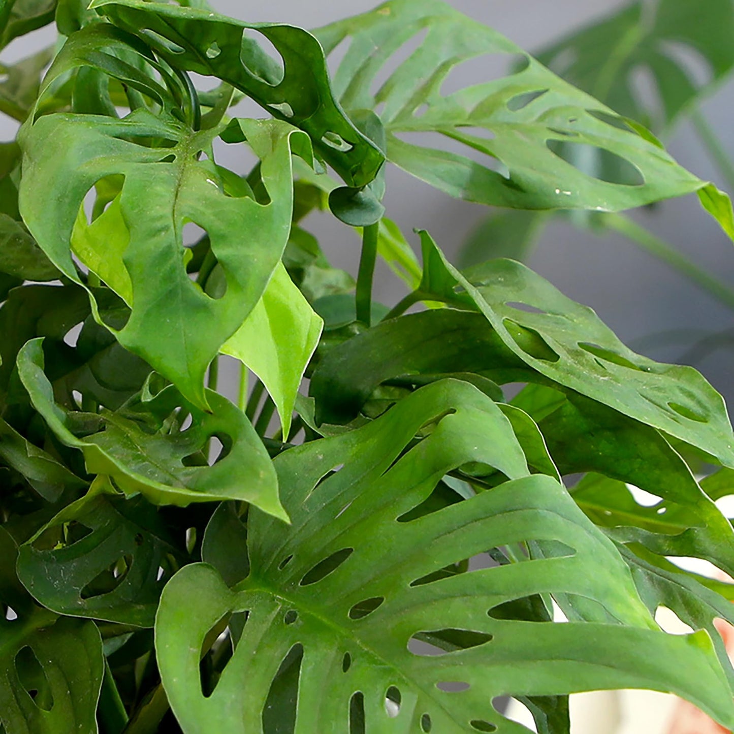 Altman Plants Swiss Cheese Plant Decor (Monstera Adansonii) in 6 Inch White Plastic Planter, Easy Plant & Desk Plant, Monstera Plant Live Plant Gift, Air Purifying Plants in Indoor Potting Soil Mix