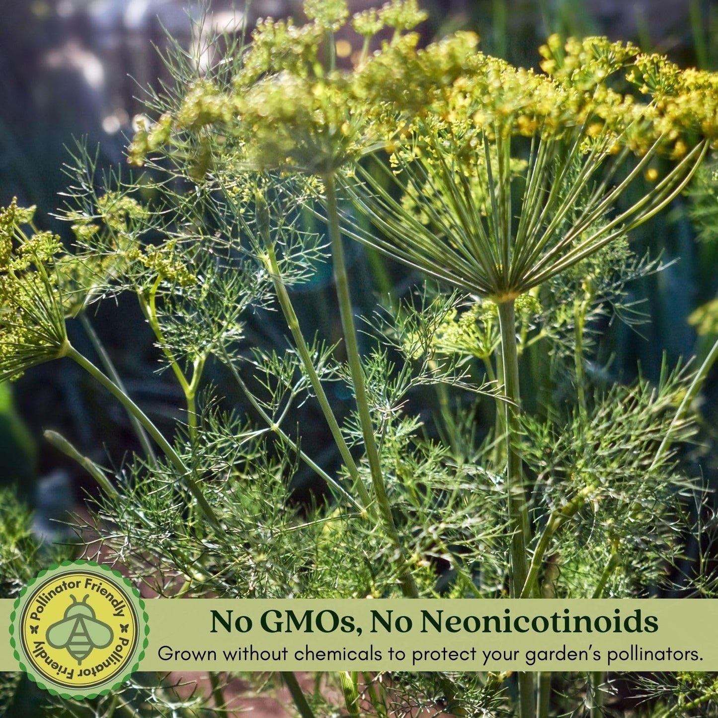 Clovers Garden Two (2) Large Live Orion Fennel Plants, Big, Healthy, Ready to Grow, Premium Plants, 4" to 8" Tall, in 4" Pots, Non GMO, No Neonicotinoids, Edible Garden, Culinary Favorite