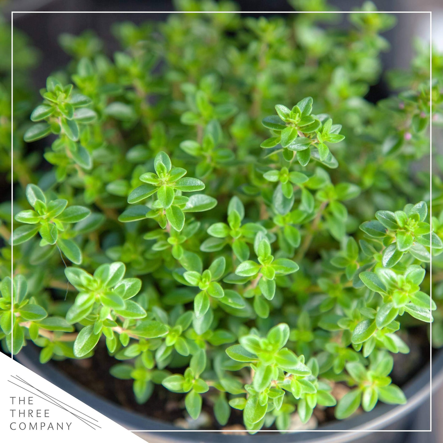 Live Aromatic and Edible Herb Assortment (Rosemary, Eucalyptus, Mint, Lemon Balm, Other Assorted Herbs), 6 Plants Per Pack