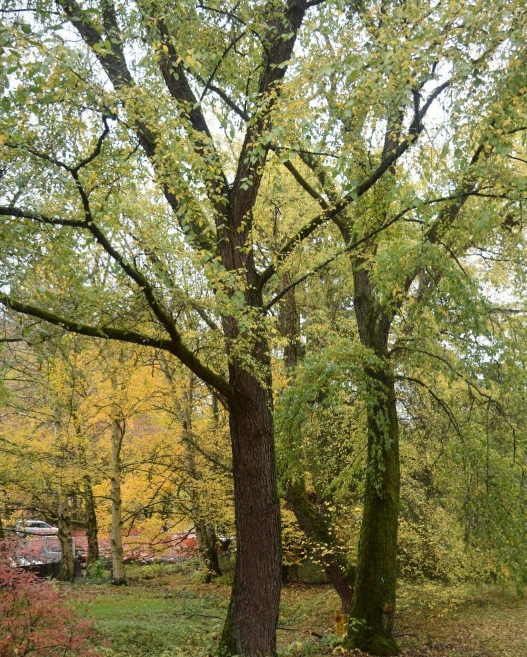 Live Plant - River Birch Tree - 24-36" Tall Live Plant - 2-3 Foot Copper Birch - Betula nigra