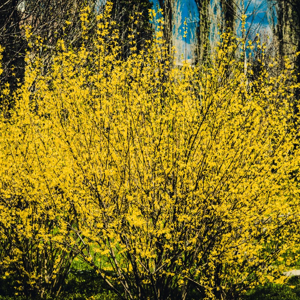 2 Forsythia Plant Live, 4 Inch Pot Lynwood Gold Forsythia Bush, Hardy, Low Maintenance, Bell Yellow Flowering Shrub, Ideal for Garden Décor & Outdoor Spaces
