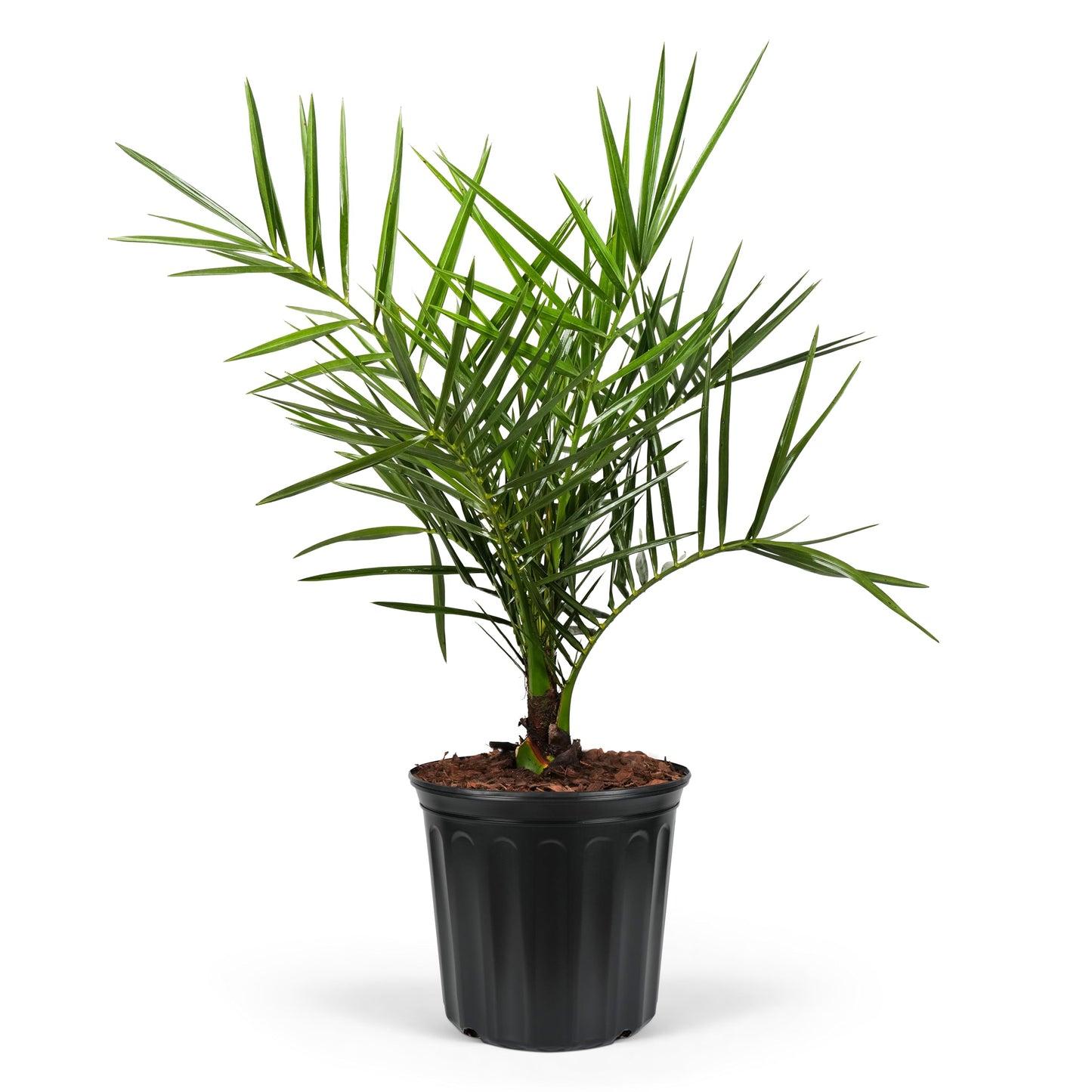 Sylvester Date Palm, Phoenix Sylvestris Robusta – Tropical Exotic Live Plant, Cold Hardy Garden Palm, Drought Tolerant, Low Maintenance Houseplant (2gal Pot, 1-2ft)