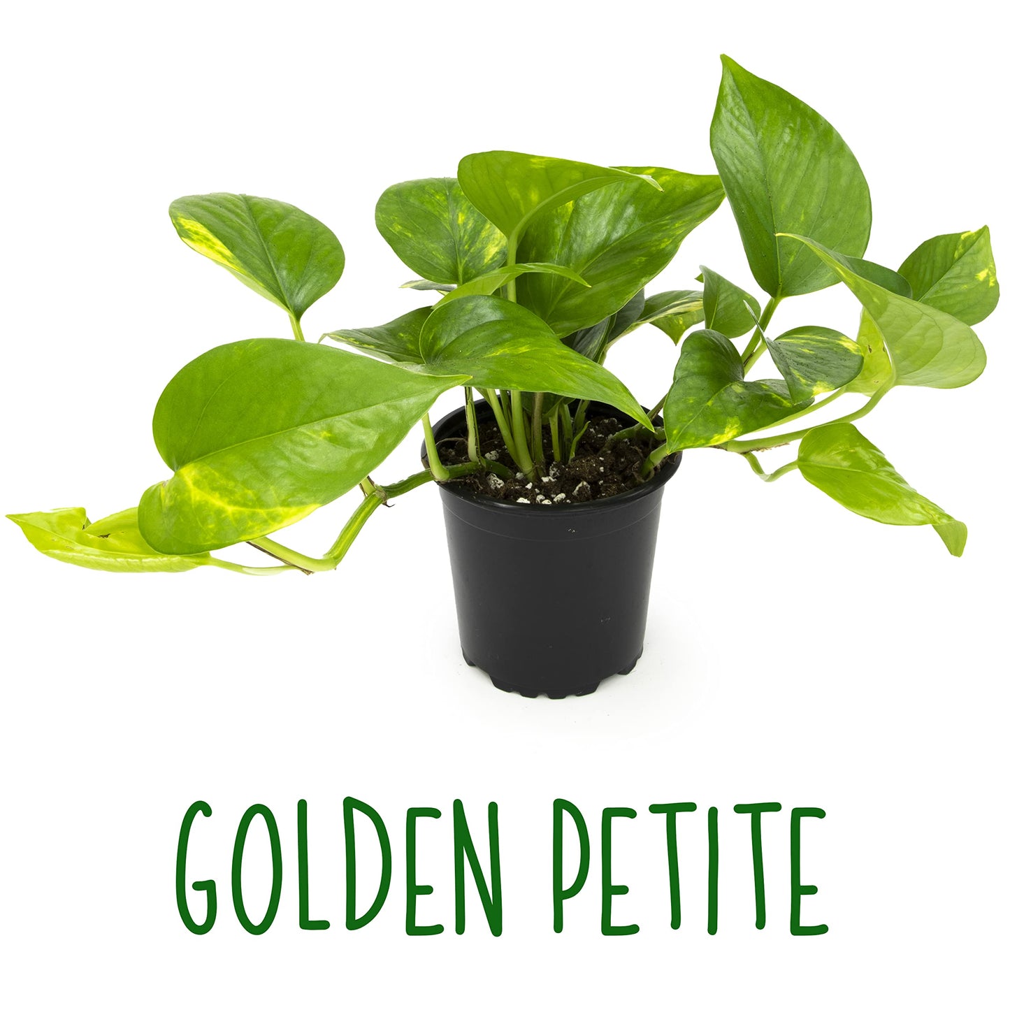 Altman Plants, Live Pothos Plants (4PK) Indoor Plants Live Houseplants, Pothos Live Plant House Plants Indoors Live Plants, Money Plant Indoor Pothos Plant Decor, Devils Ivy Trailing Plants Live