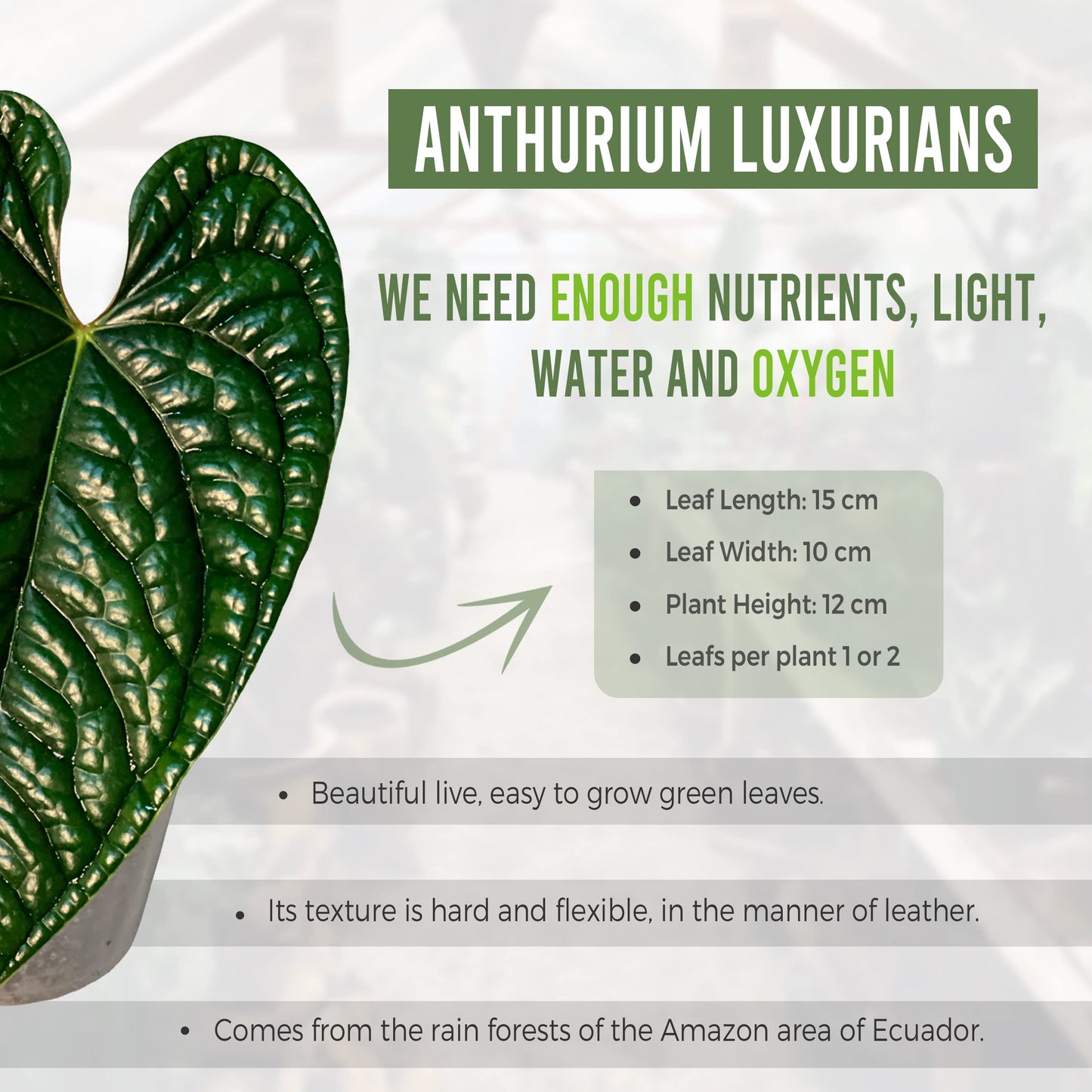 LEAL PLANTS ECUADOR Anthurium Luxurian | Exotic Green Indoor House Plant | Rare Anthurium for Living Rooms | Stunning Crystallinum Houseplant | Low-Maintenance Tropical Plants