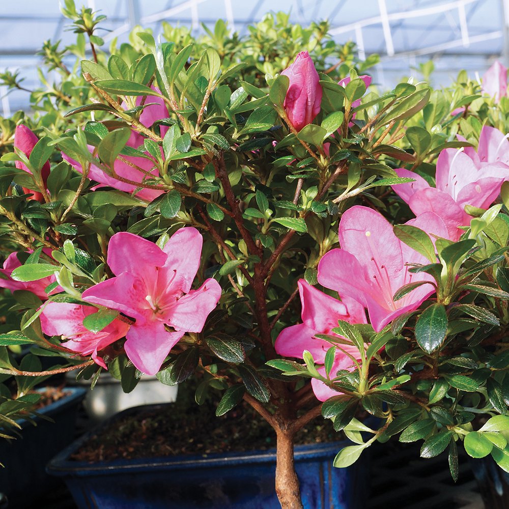 Brussel's Bonsai - Live Satsuki Azalea Bonsai Tree with Bonsai Pot and Humidity Tray, Outdoor Flowering Bonsai Tree Live Plant, 5 Years Old, 5-8 Inches Tall, Easy Care Plant (Small)