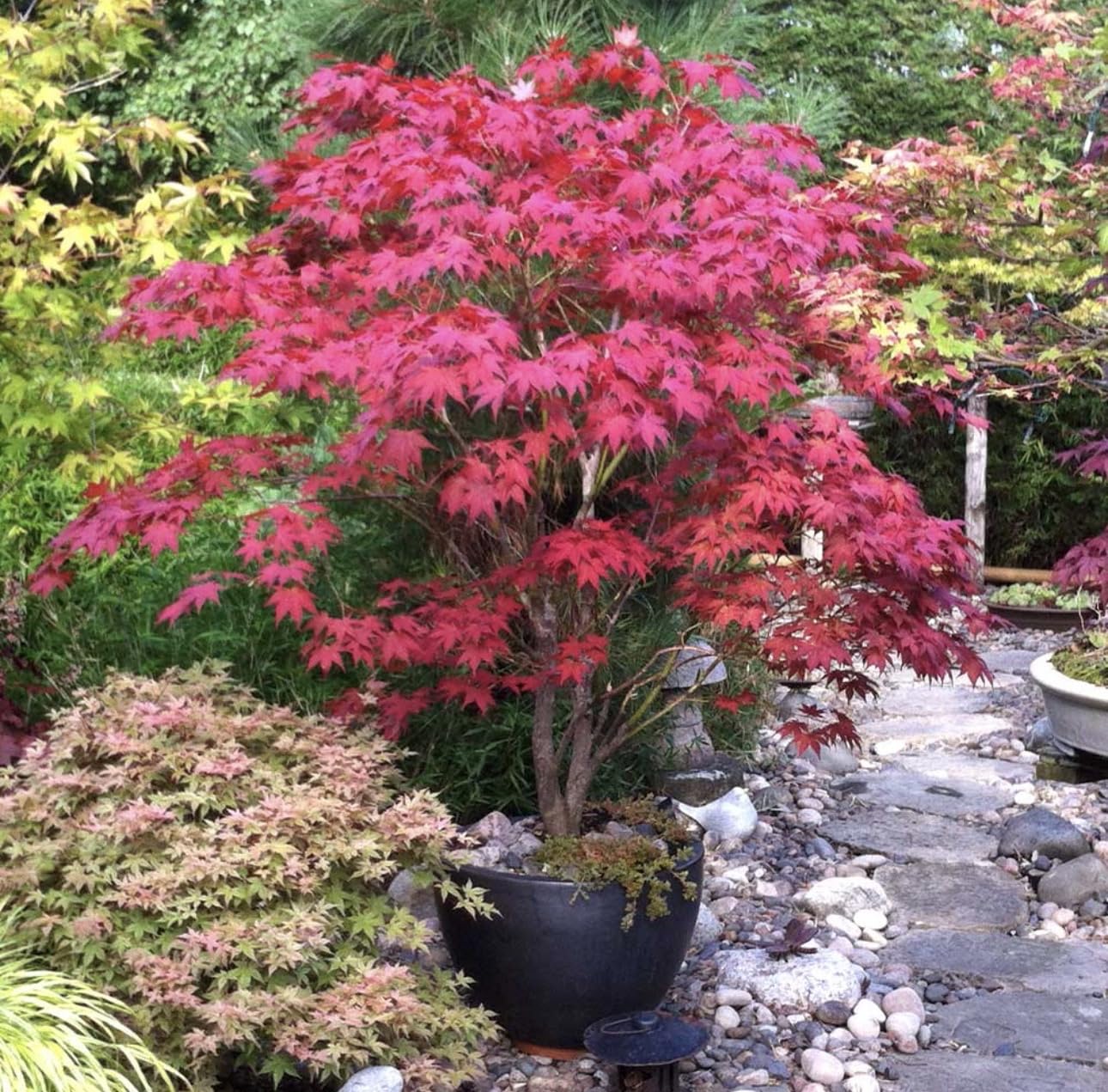 Bloodgood Red Japanese Maple Tree - 2 Year Live Plant - Acer palmatum 'Bloodgood' by - Japanese Maples and Evergreens