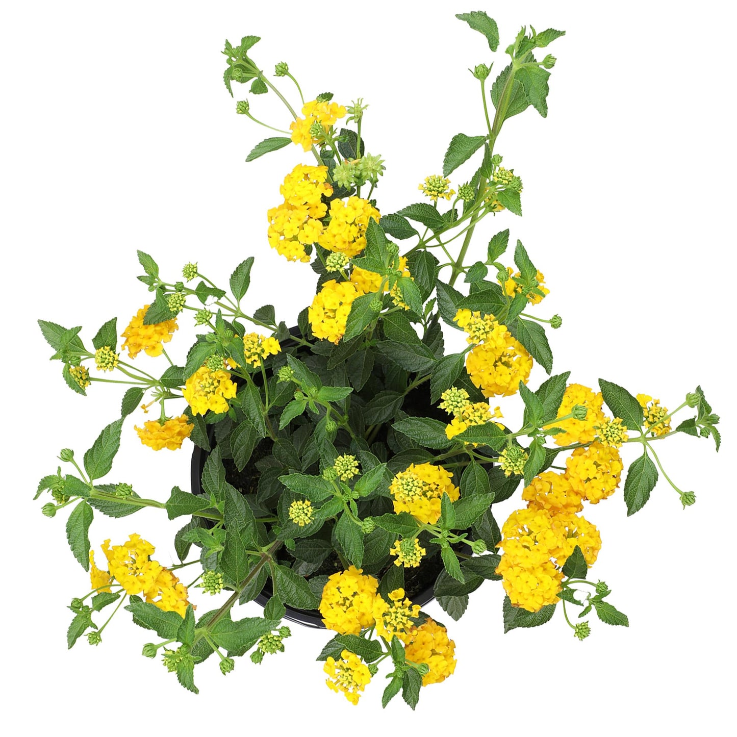 New Gold Lantana Flowers, Live Outdoor Flowering Plants, Easy Plant Care, 1G Pot, Attracts Pollinators, Extended Bloom, Heat and Drought Tolerant