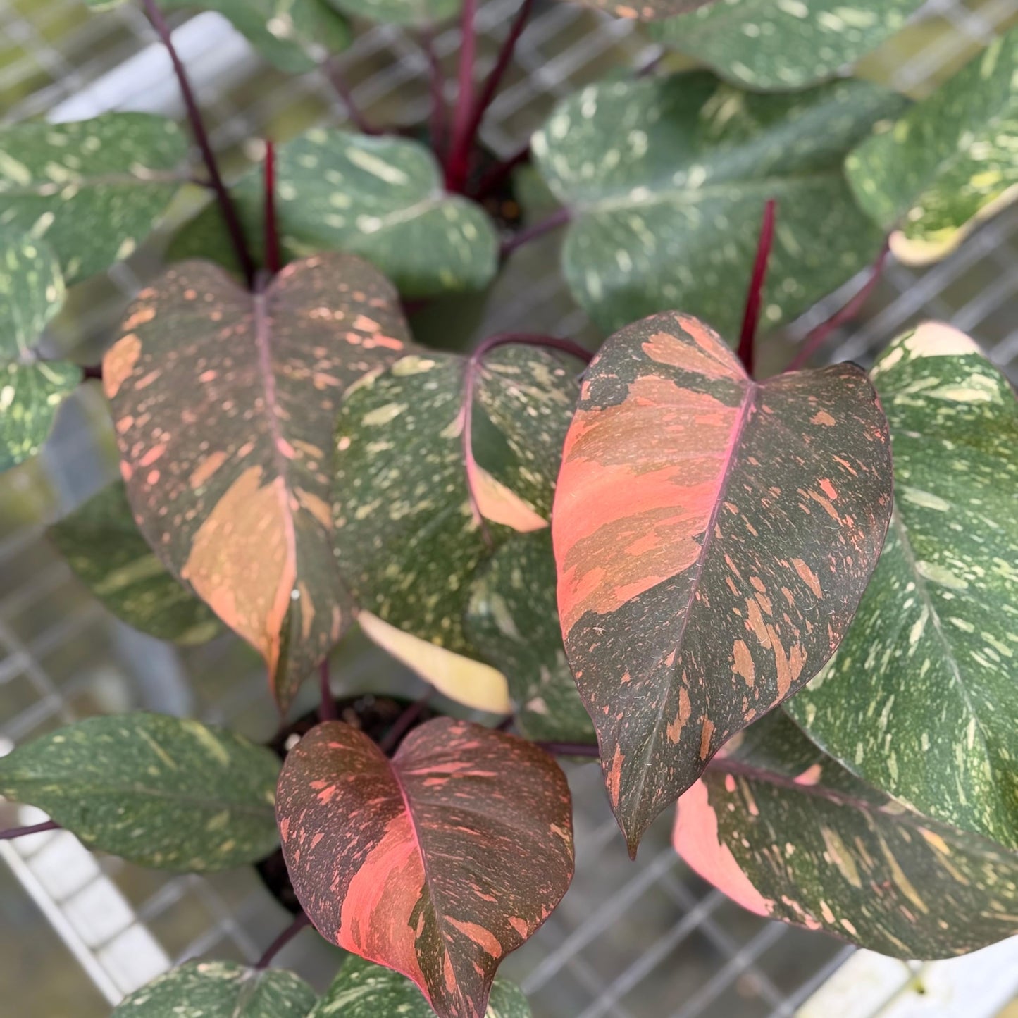 Live Philodendron Orange Princess Plant – Live 4” Variegated Indoor Aroid with Dark Green & Copper-Orange Leaves | Easy Air-Purifying Houseplant for Home or Office Decor (Heat Pack Included)