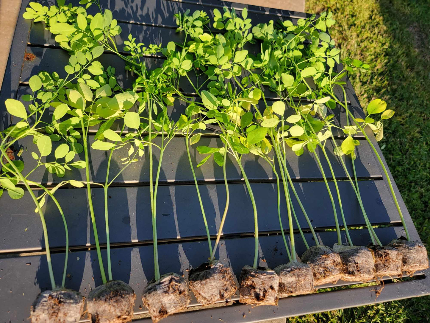 Moringa Tree Live 1 Moringa Plant with Free Moringa Seeds. Drumstick Tree - Miracle Tree - Malunggay - Easy to Grow - Herb - Vegetable - Nutrient-Dense