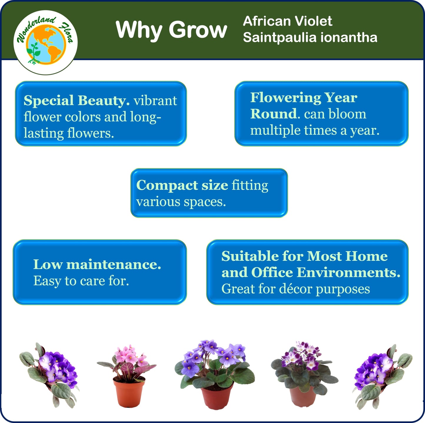 4-Pack of 4” Pots African Violets, Saintpaulia ionantha, from 12 Available Colors, Colors May Vary but All Different, African Violet Live Plant, African Violet Plants, Plant Gifts, Holiday Gifts