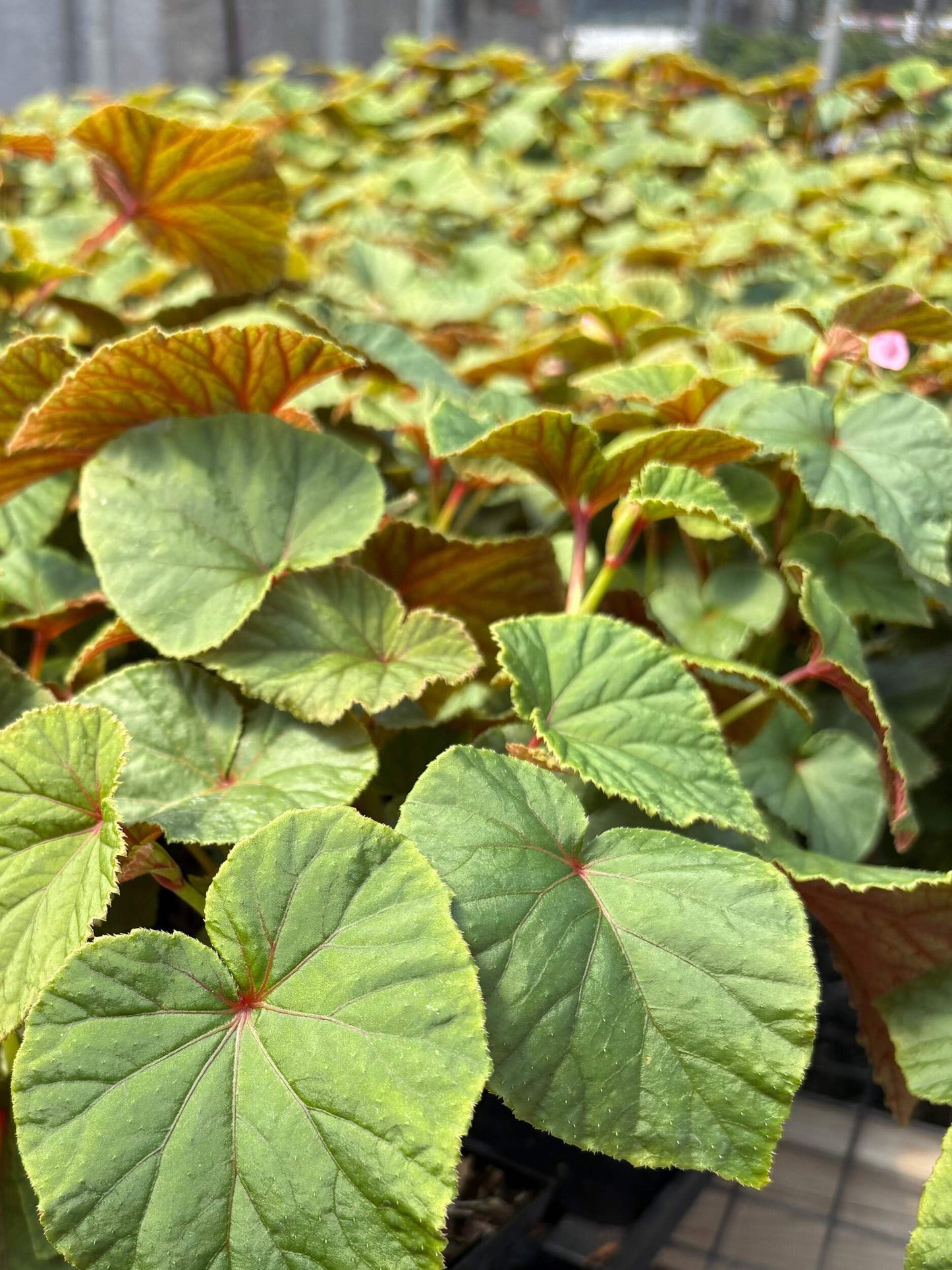 Perennial Farm Marketplace Begonia grandis (Hardy) Perennial, 1 Quart, Pink Flowers