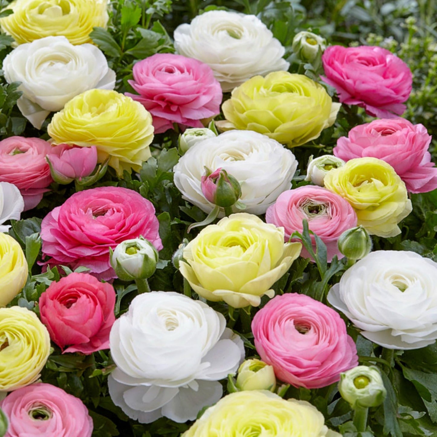 Easy to Grow Ranunculus Tecolote Pastel Mix 10 Flower Bulbs - Spring Pink Yellow & White Blooms in Sun, Carlsbad Flower Fields, Great for Cutting