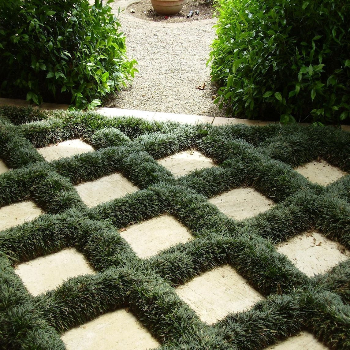Dwarf Mondo Grass | 10 Live Plants | Ophiopogon Japonicus | Ground Cover Plant, Shade Tolerant Grass, Low Maintenance Landscaping, Evergreen Foliage, Dense Green Carpet, Drought Tolerant