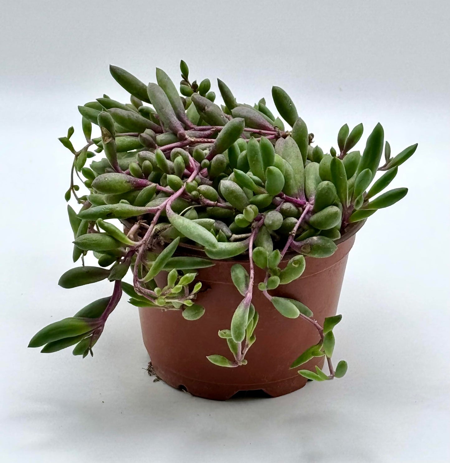 Ruby Necklace Othonna Capensis Live Succulent Plant in 4" inch Pot with Soil Fully Rooted. Hanging Trailing Purple,Easy to Care, Great for Home Office Wedding Decorations DIY Projects Party Favor