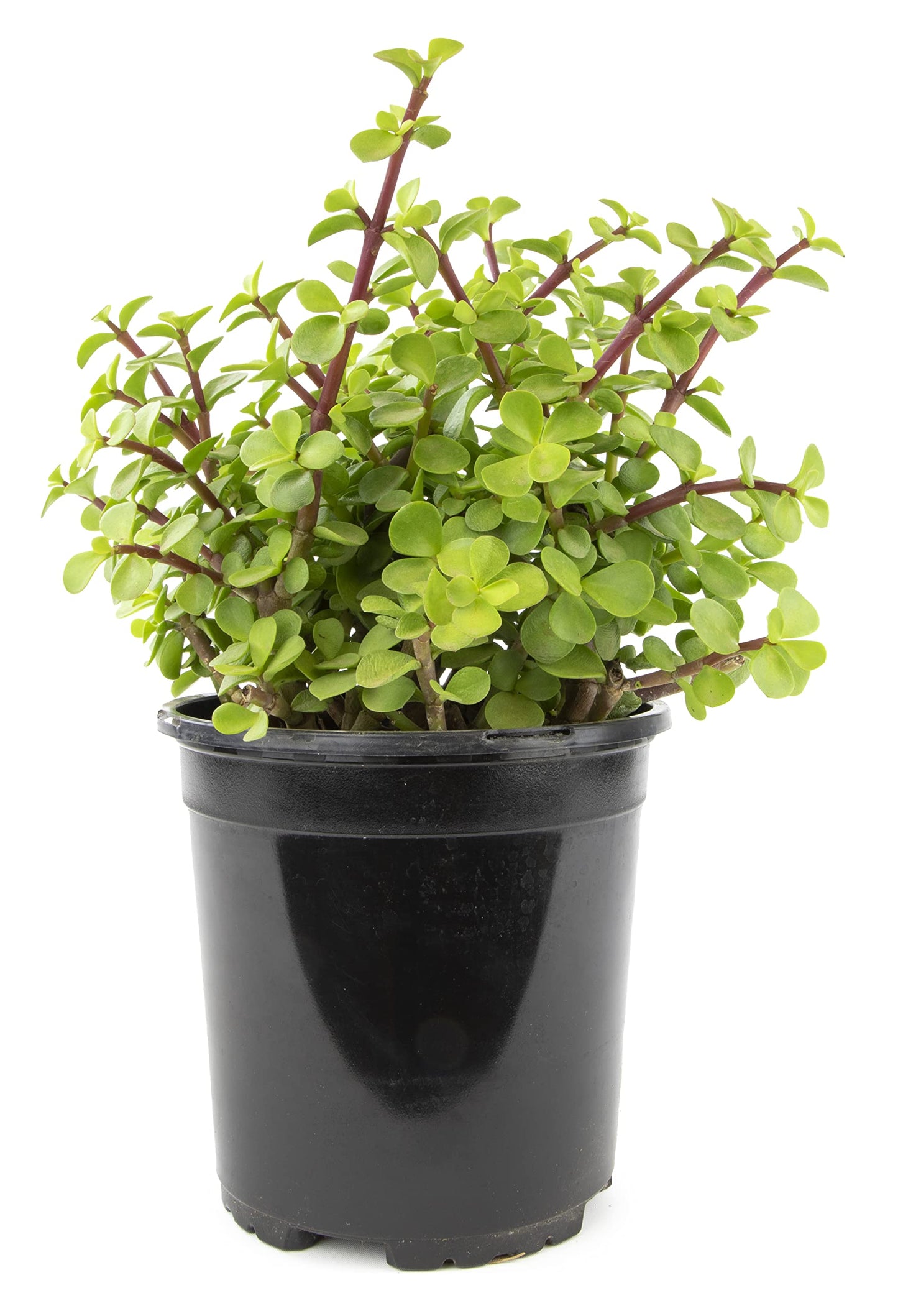 Succulents Plants Live Indoor Plants, Portulacaria Afra Live Houseplants, Live Succulents Live Plants Indoor Succulent Plants, Indoor Plant Real Succulents Plants House Plants by Plants for Pets