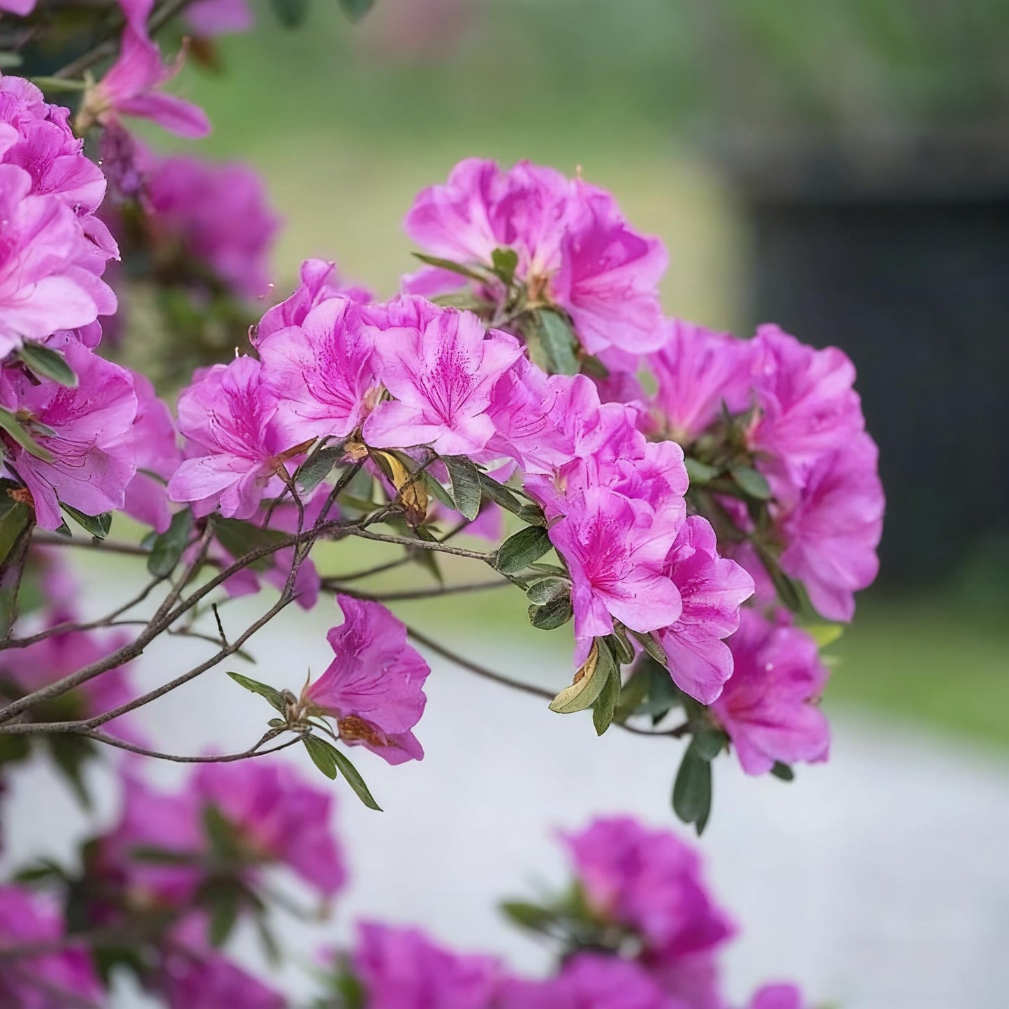 30 Azalea Flower Seeds for Planting, Mixed Color Rhododendron Seed, Perennial Flower Plants, Non-GMO Azalea Flower Seeds for Garden Home Heirloom Plant