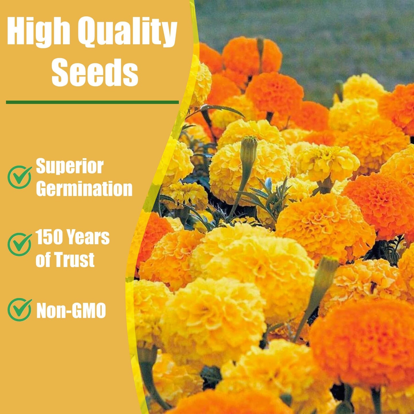 Park Seed White Swan Marigold Flower Seeds – Tall Hybrid with Creamy White 3-Inch Double Blooms, Odorless and Long-Lasting for Cut Flowers or Beds, Heat and Drought Tolerant – Pack of 25