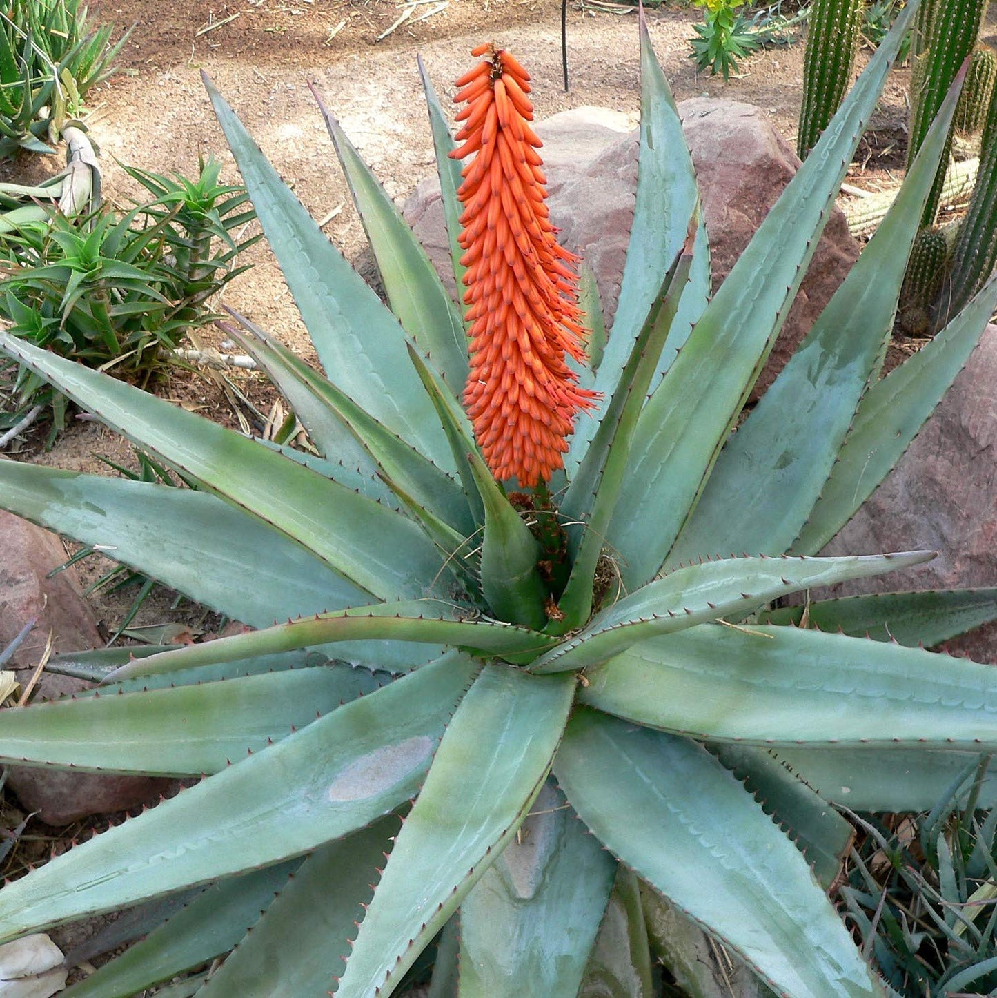 Cape Aloe Seeds (Aloe ferox) Packet of 20 Seeds
