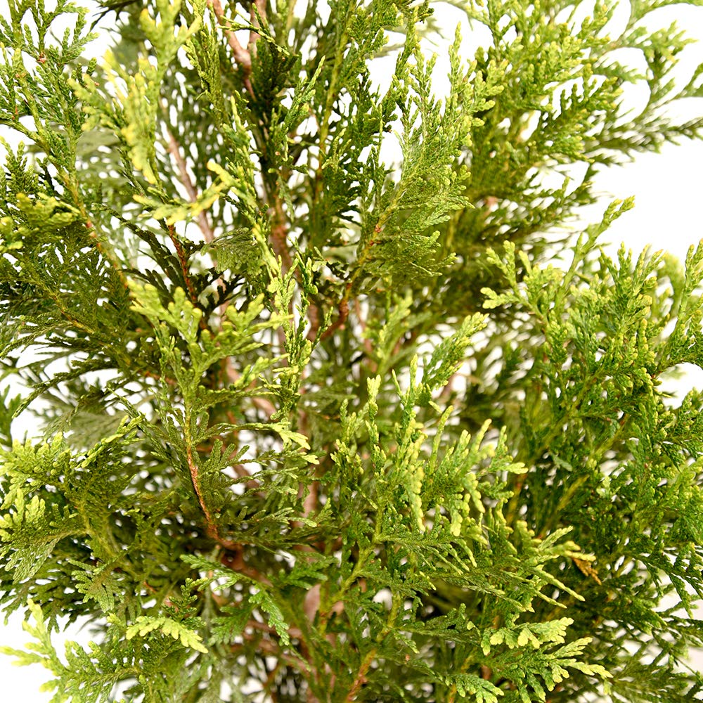Perfect Plants Thuja Green Giant 2-3'