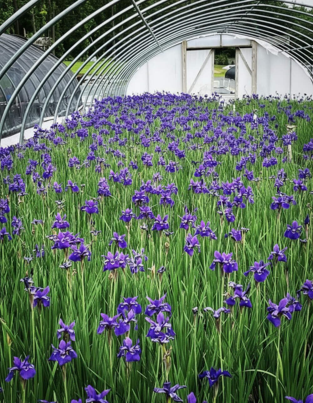 Perennial Farm Marketplace Iris s. 'Caesar's Brother' (Siberian) Perennial, Size-#1 Container, Deep Blue-Violet Flowers