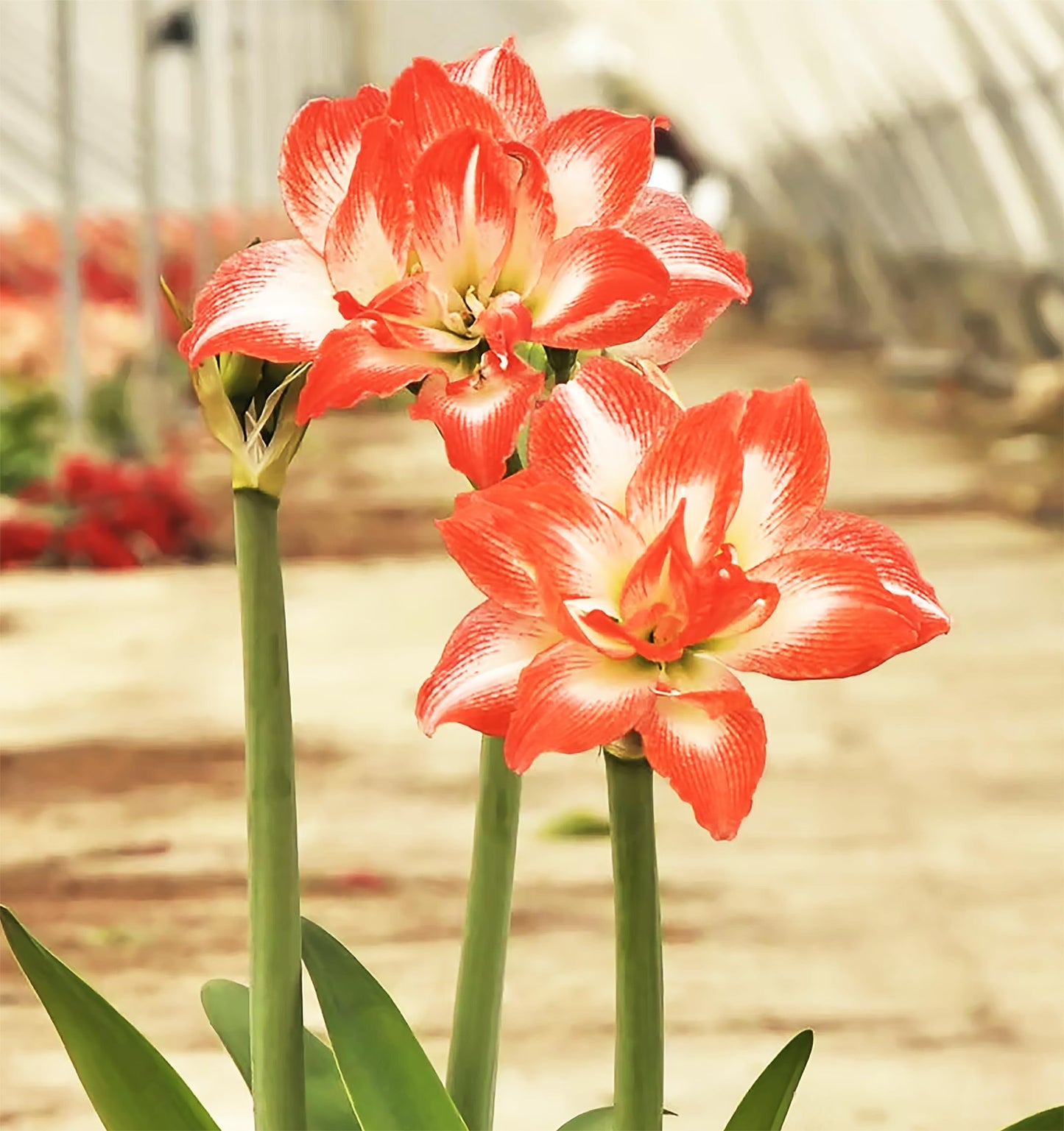 Amaryllis 'China Star' stuns with its Striking red-Orange Petals Edged in White, Creating a Bold and Elegant Contrast. Double Amaryllis Amaryllis 'China Star' 28-39 cm. Bare Root Bulb.