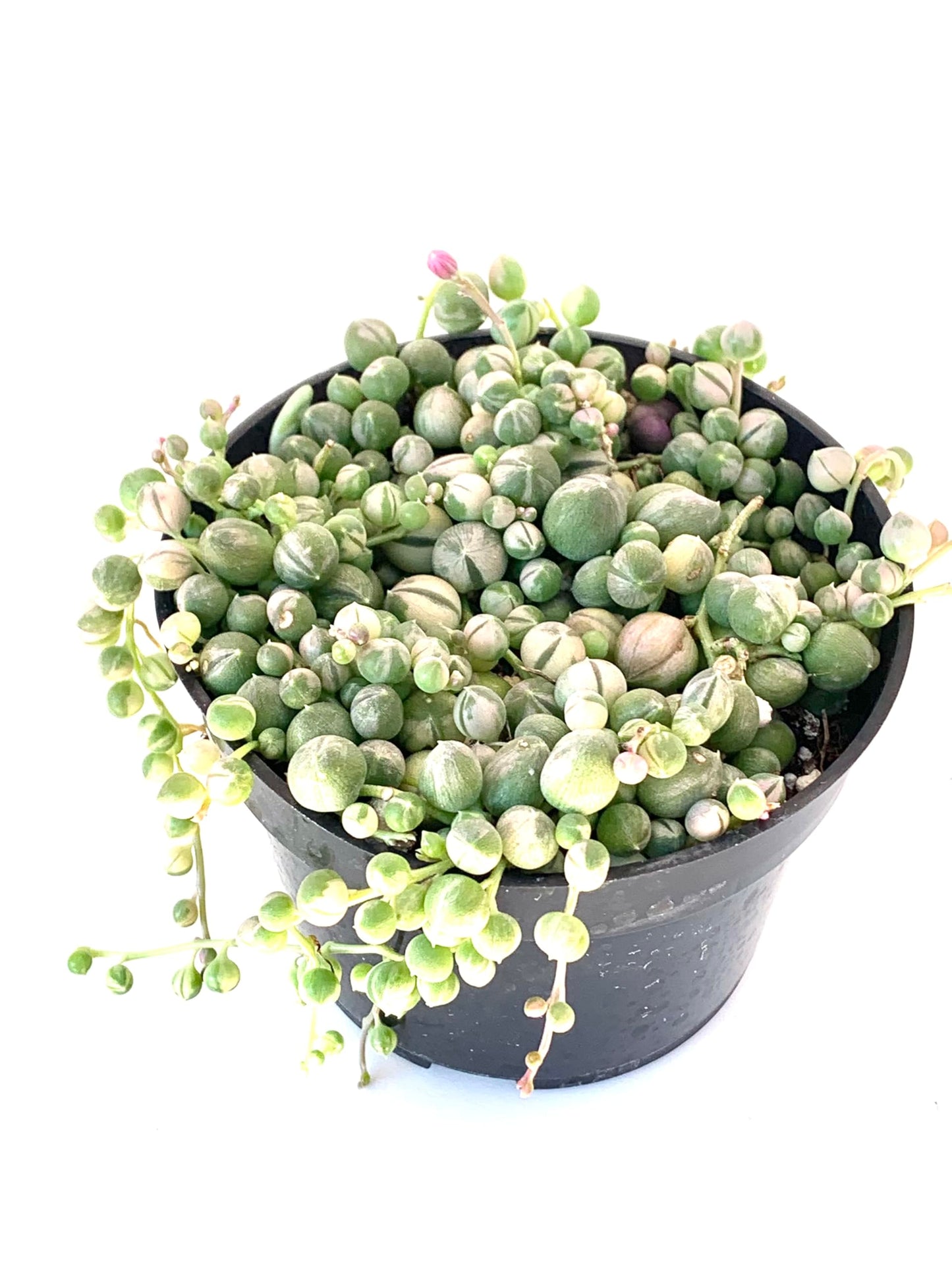 Variegated String of Pearls Succulents, 4" Pot