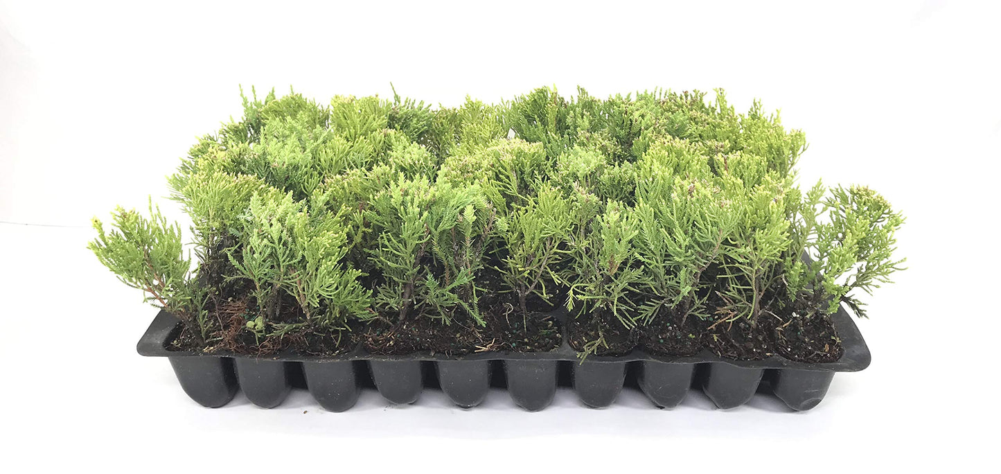 Sea Green Juniper - 3 Live Plants - Juniperus Chinensis - Hardy Evergreen Privacy Screen