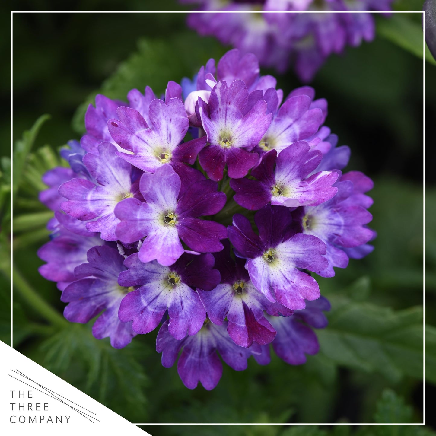 Live Flowering Verbena - Purple Bicolor (3 Plants Per Pack) - Healthy Flowering Plant - Beautiful Spring Color - 10" Tall by 5" Wide in 1Qt Pot