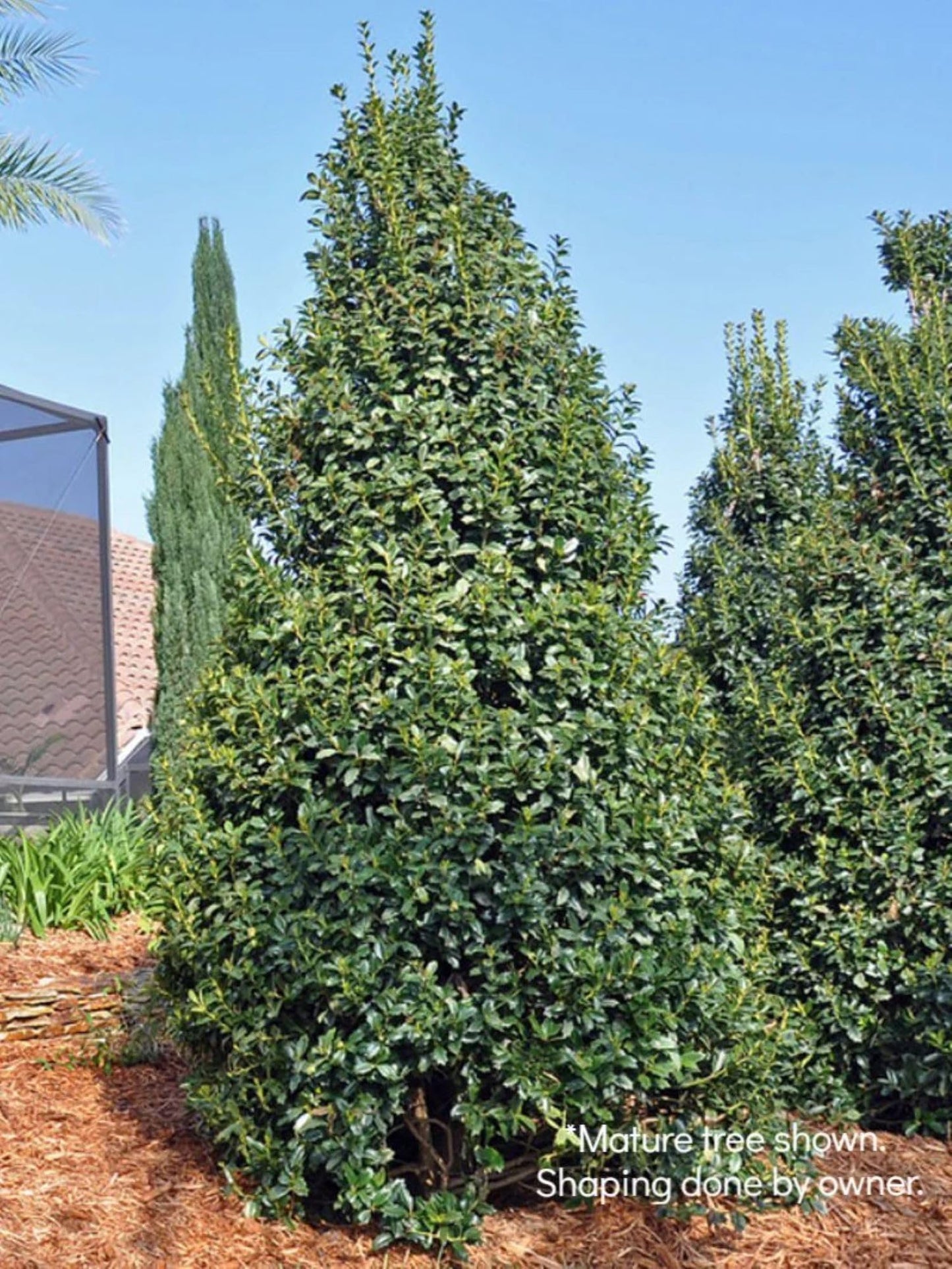 American Plant Exchange Holly Oak Leaf, Live Large 3-Gallon Pot, Upright Evergreen Shrub, Emerald-Green Oak-Like Foliage, Ideal for Hedges or Screening, Indoor/Outdoor Landscape/Houseplant