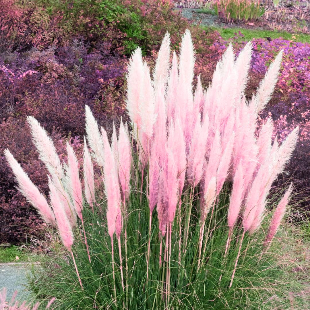 2 Grass Ornamental Grasses Seedlings, Live Grass Perennial Hardy Ornamental Plants, Outdoor Planting, 5-9" Tall (Pink Pampas)