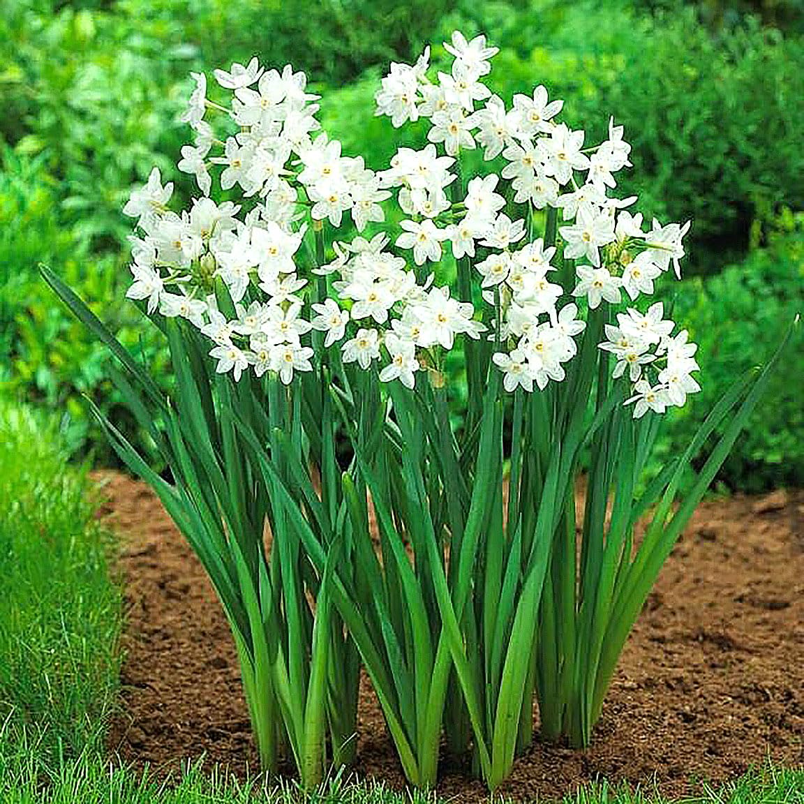 5 Fresh Ziva Paperwhite Narcissus Bulbs - TOP Size