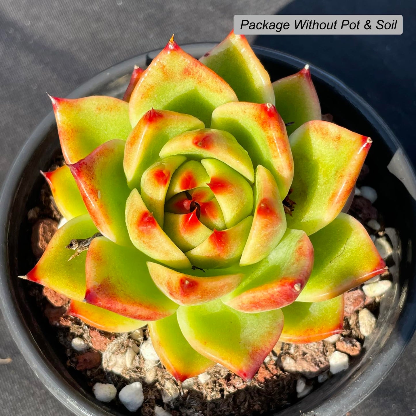 Echeveria Agavoides Blue Dragon Rare Live Succulent Plants, 1 Head Pot Size 2.5" Orange Live Plant, Excludes Pot & Soil, Garden Indoor Office Desk, Party Baby Shower Decor, Gift for Plant Enthusiasts