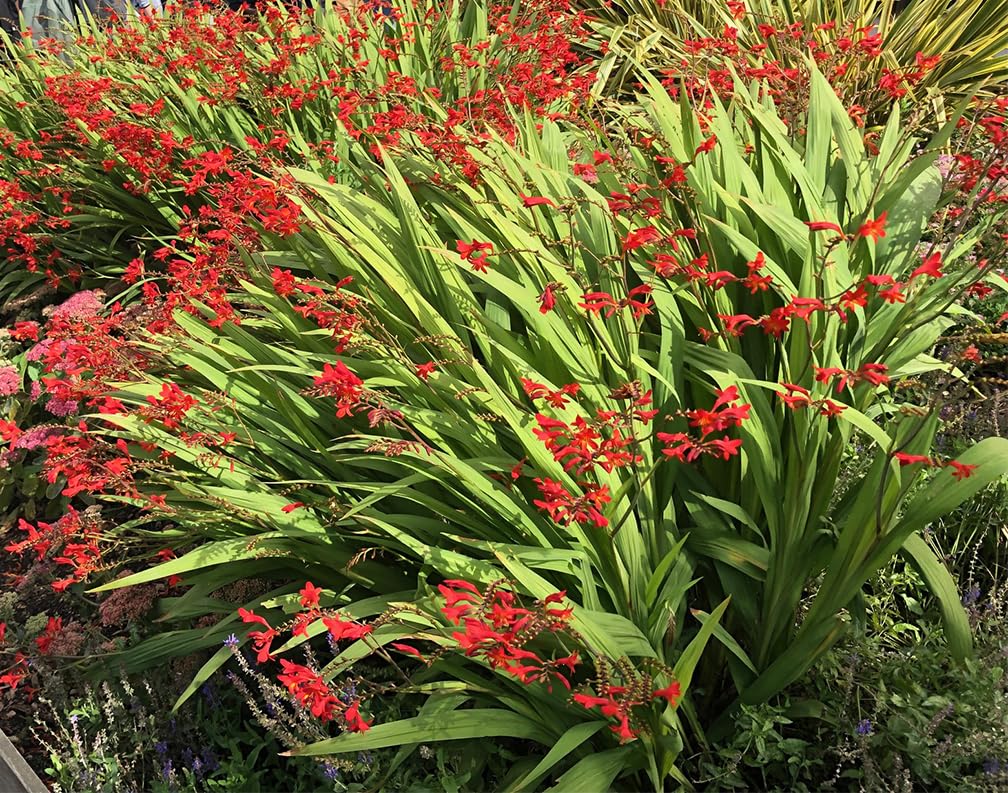 5 Lucifer Crocosmia Blubs - Grows 30-48" Tall.