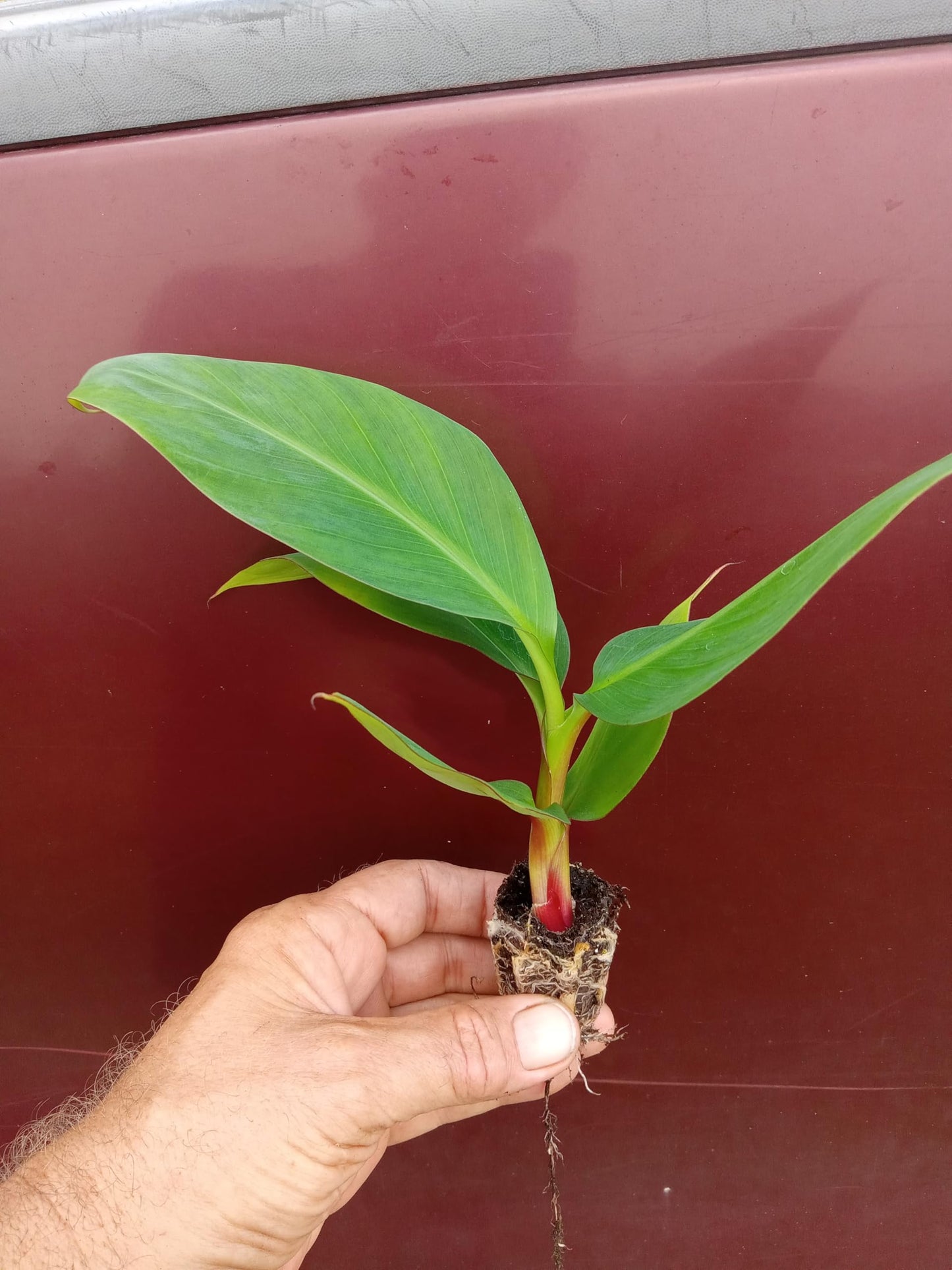 Cuban Red Banana Tree - Red Dacca Banana Live Plant - Live Starter Fruit Tree - Red Banana Tree Plant - Banana Tree Live