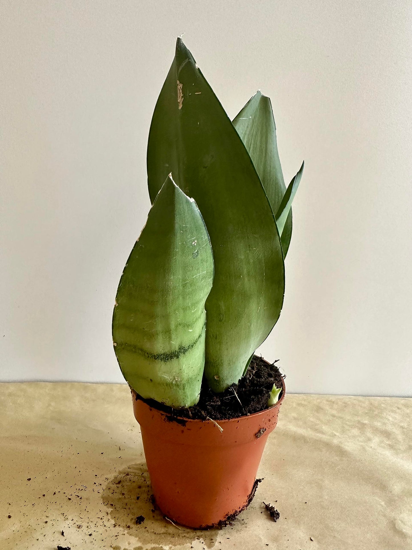 Live Easy Care Sansevieria Trifasciata Moonshine Snake Plant, Mother's in Law Tongue air Purifying Fully Rooted in 5" Pot House Plant