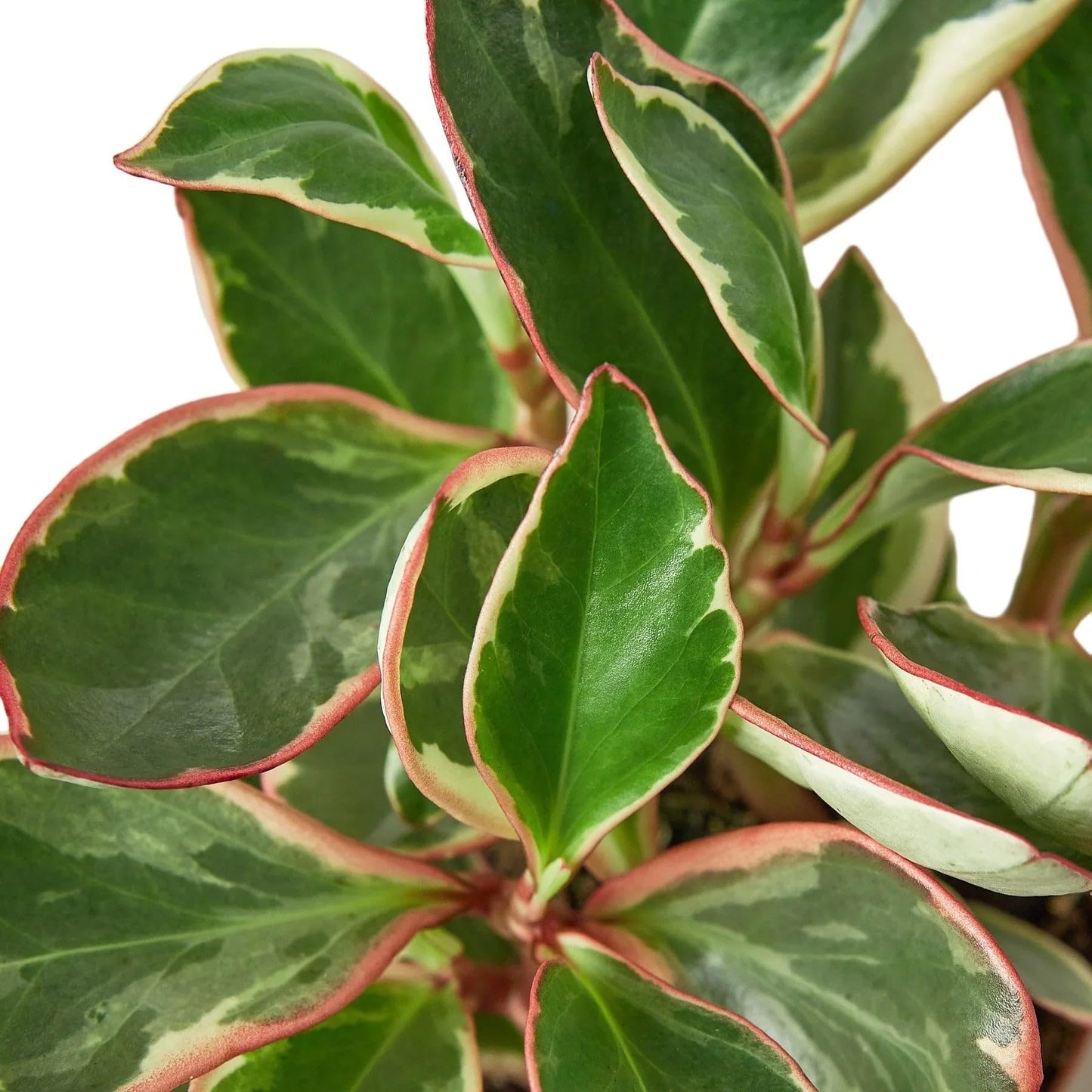 Peperomia 'Ginny' | Live Plant for Indoor & Outdoor | for Living Room, Office, Bathroom | (3" Pot)