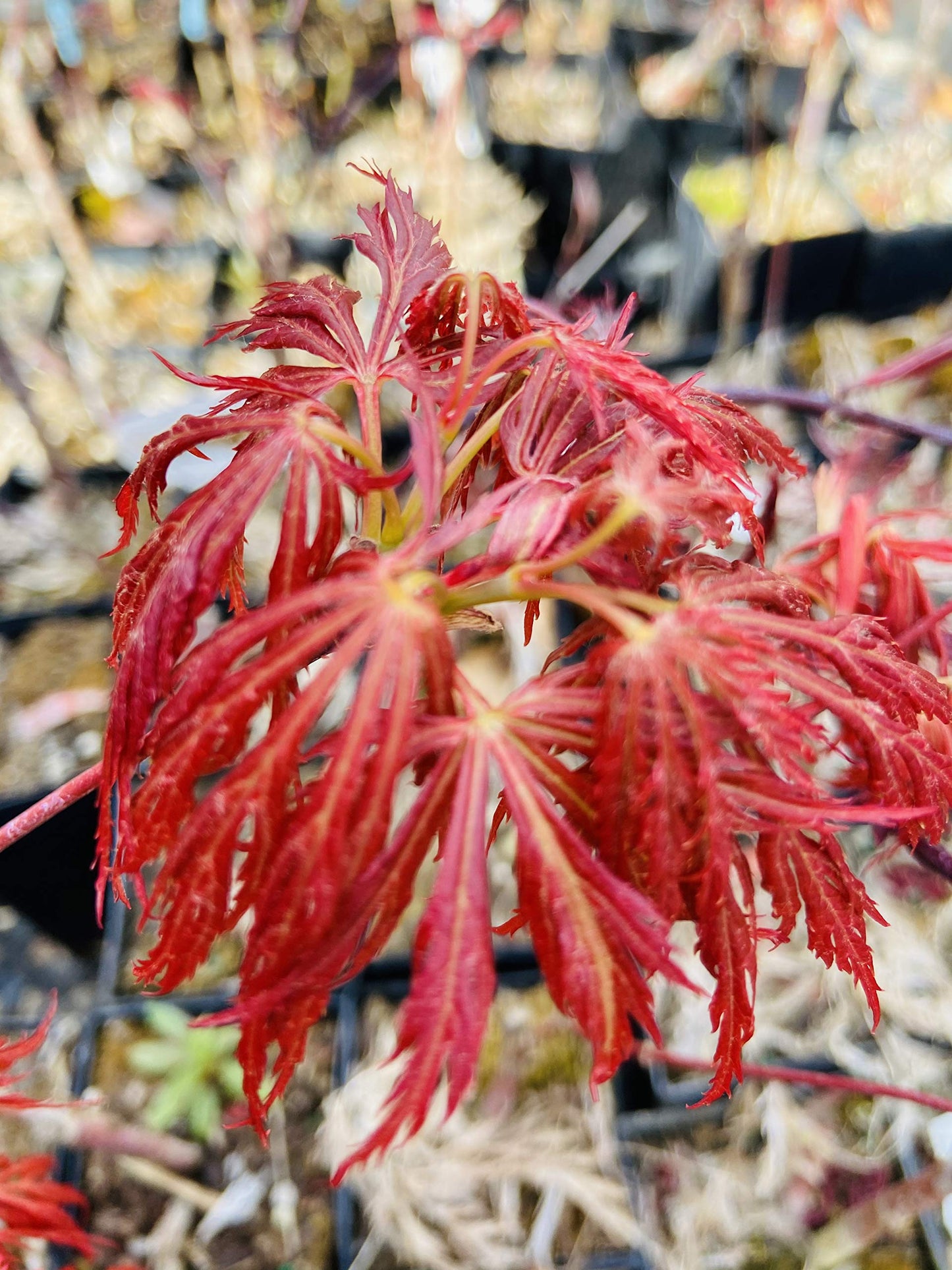 Kawaii Japanese Maple 2 - Year Tree
