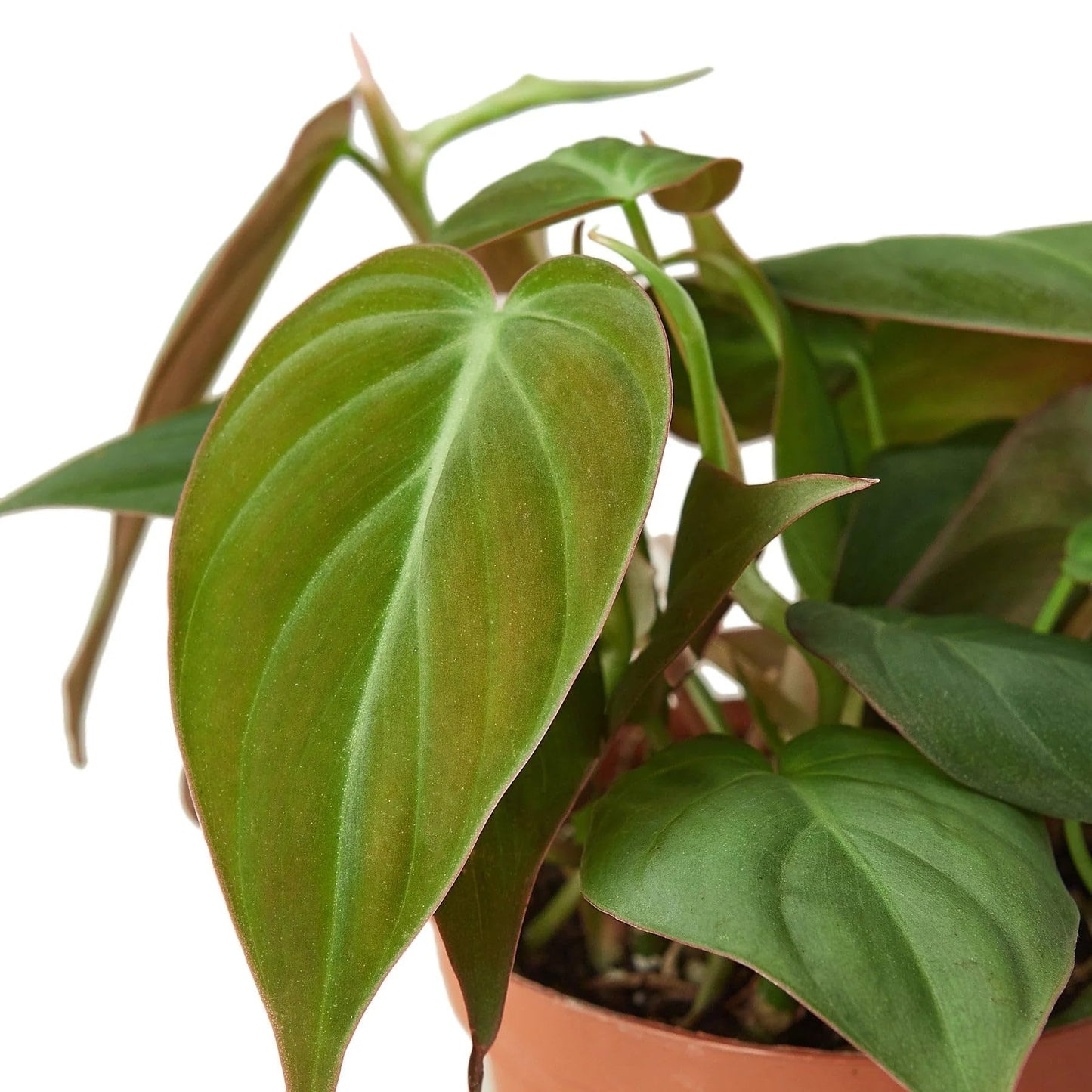 Philodendron 'Velvet' | Live Plant for Indoor & Outdoor | for Living Room, Office, Bathroom | (6" Pot)
