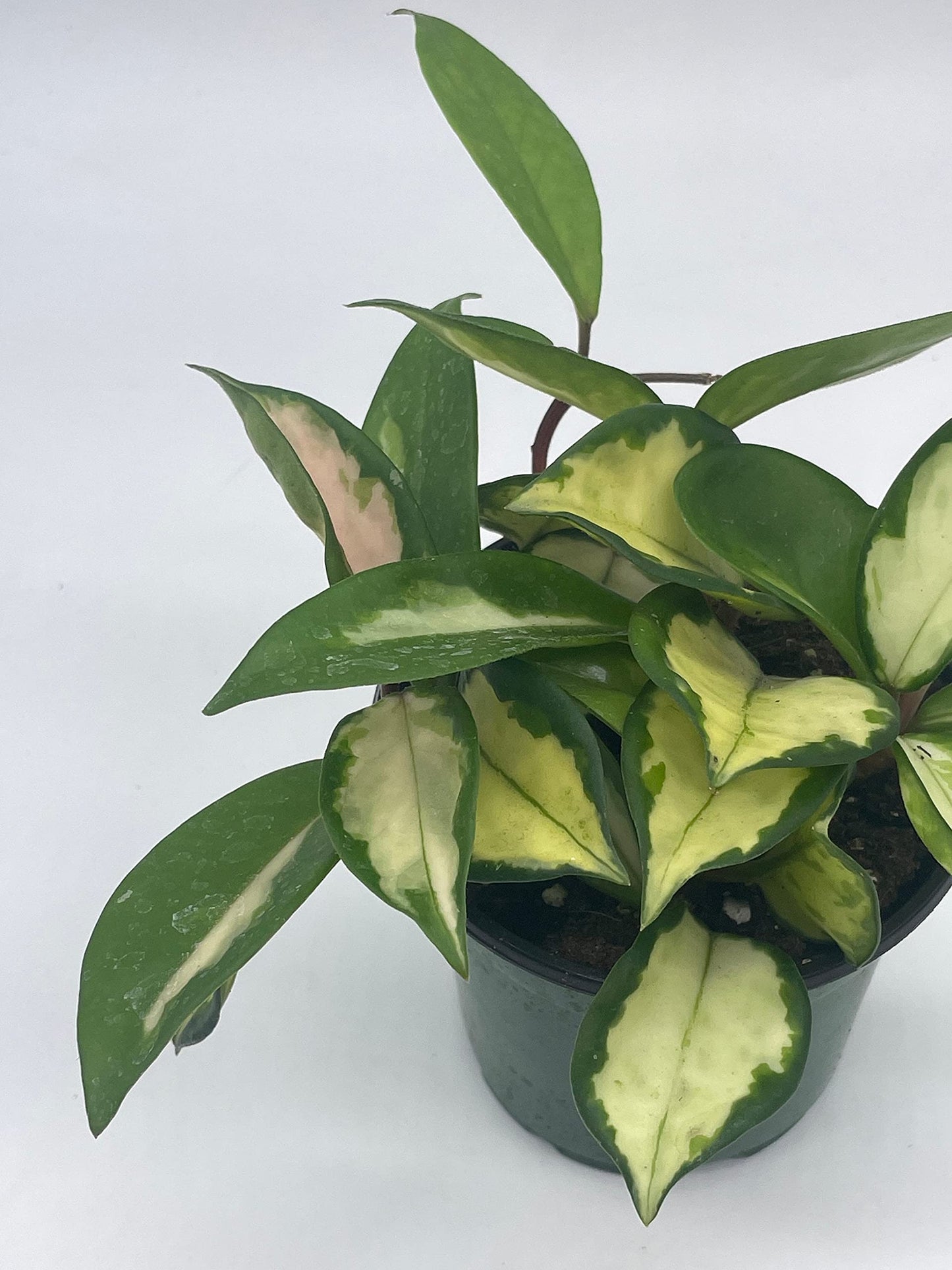 BubbleBlooms Variegated Hoya Exotica, Krimson Princess, Tricolor Crimson, Very Rare Limited Live Plant, in 4 inch Pot